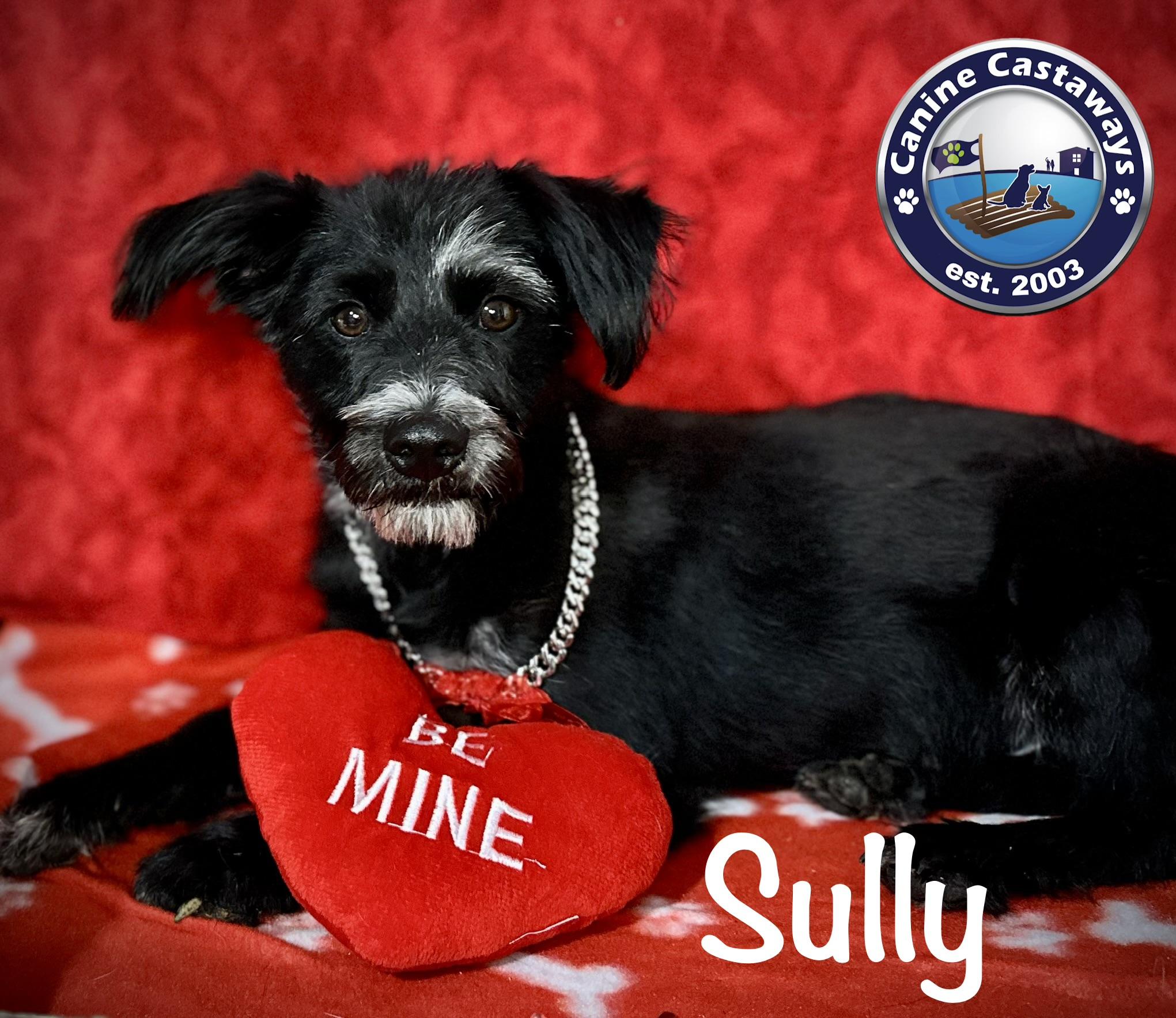 Enlarge Sully, a Adoptable Miniature Schnauzer in Arcadia, FL image 4/6
