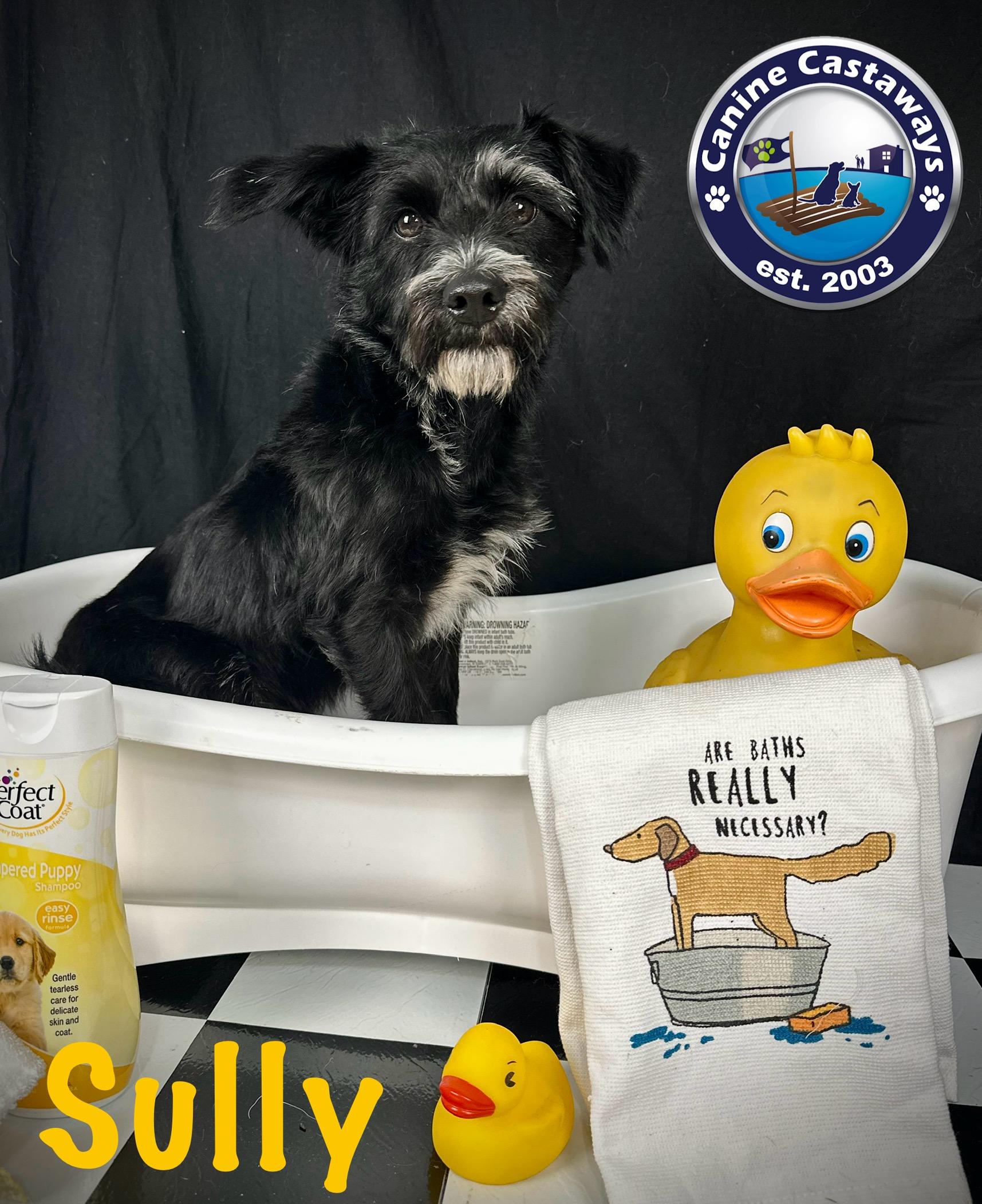 Sully, a Adoptable Miniature Schnauzer in Arcadia, FL image 2/4