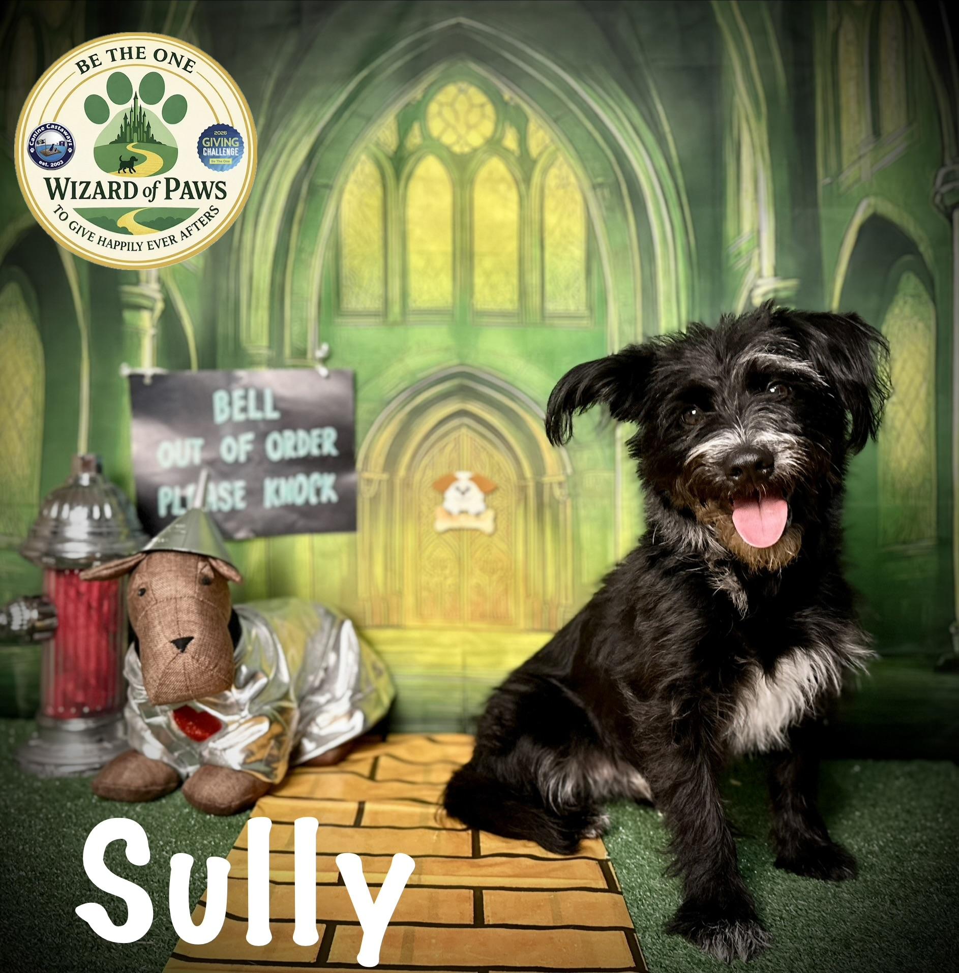 Enlarge Sully, a Adoptable Miniature Schnauzer in Arcadia, FL image 2/6