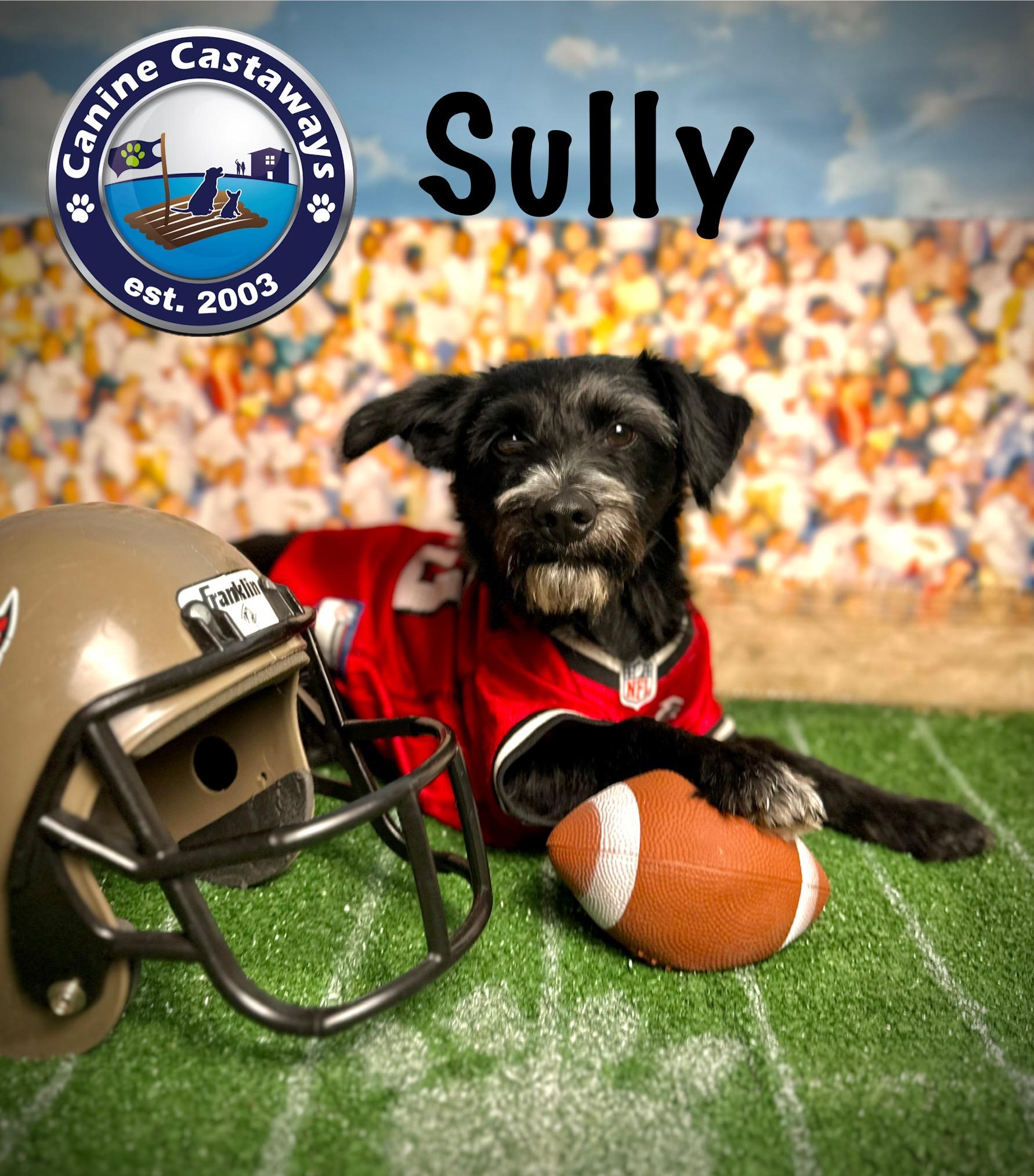 Sully, a Adoptable Miniature Schnauzer in Arcadia, FL image 3/4