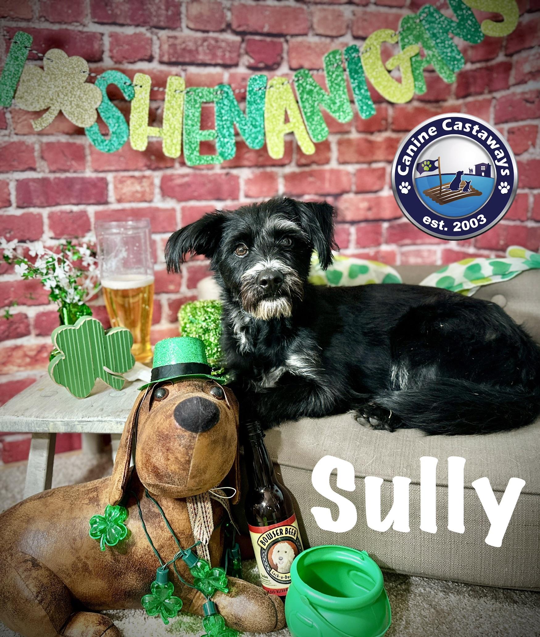 Enlarge Sully, a Adoptable Miniature Schnauzer in Arcadia, FL image 2/6