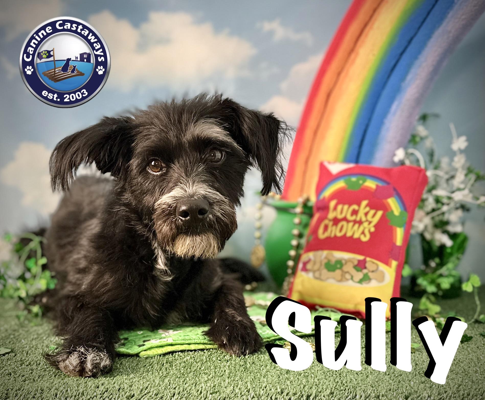 Sully, Adoptable, Adult Male Miniature Schnauzer.