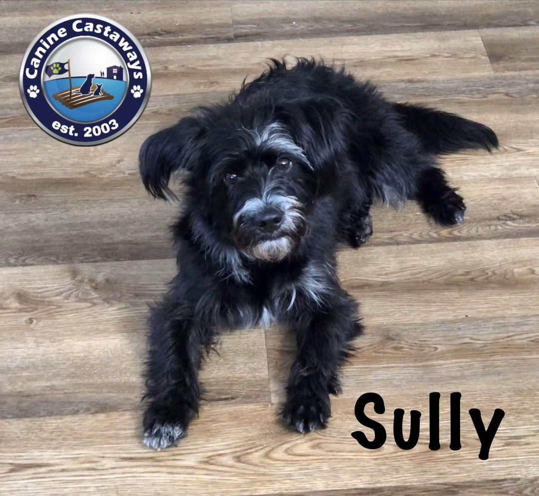 Sully, Adoptable, Adult Male Miniature Schnauzer.