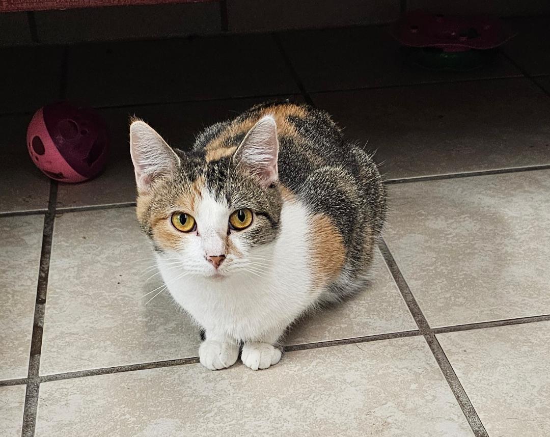 Enlarge JUPITER, a Adoptable Domestic Short Hair in Du Quoin, IL image 1/3