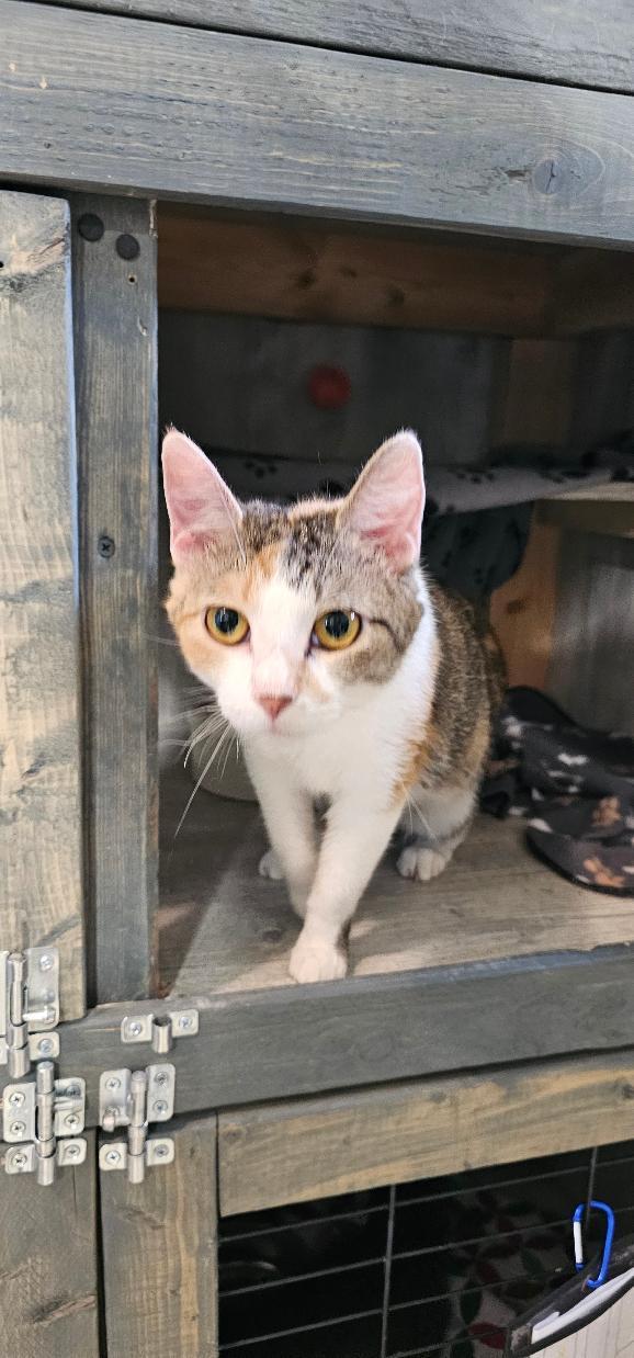 Enlarge JUPITER, a Adoptable Domestic Short Hair in Du Quoin, IL image 2/3