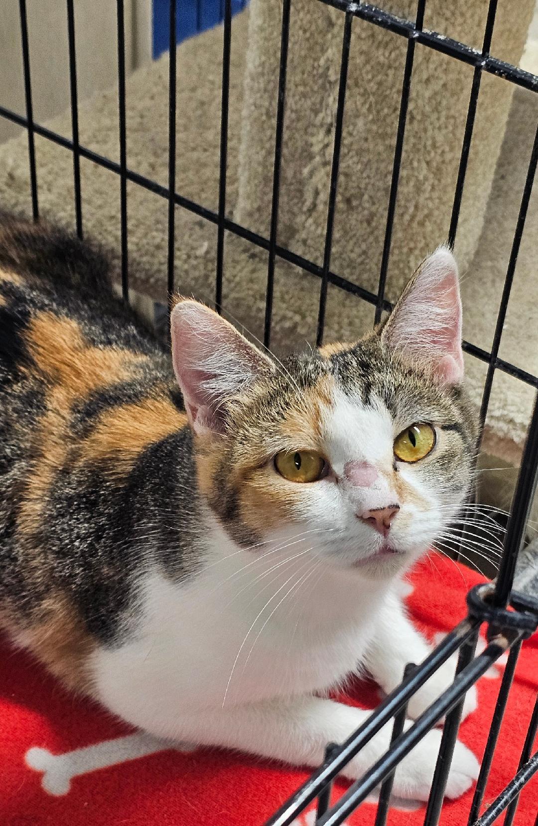 Enlarge JUPITER, a Adoptable Domestic Short Hair in Du Quoin, IL image 3/3