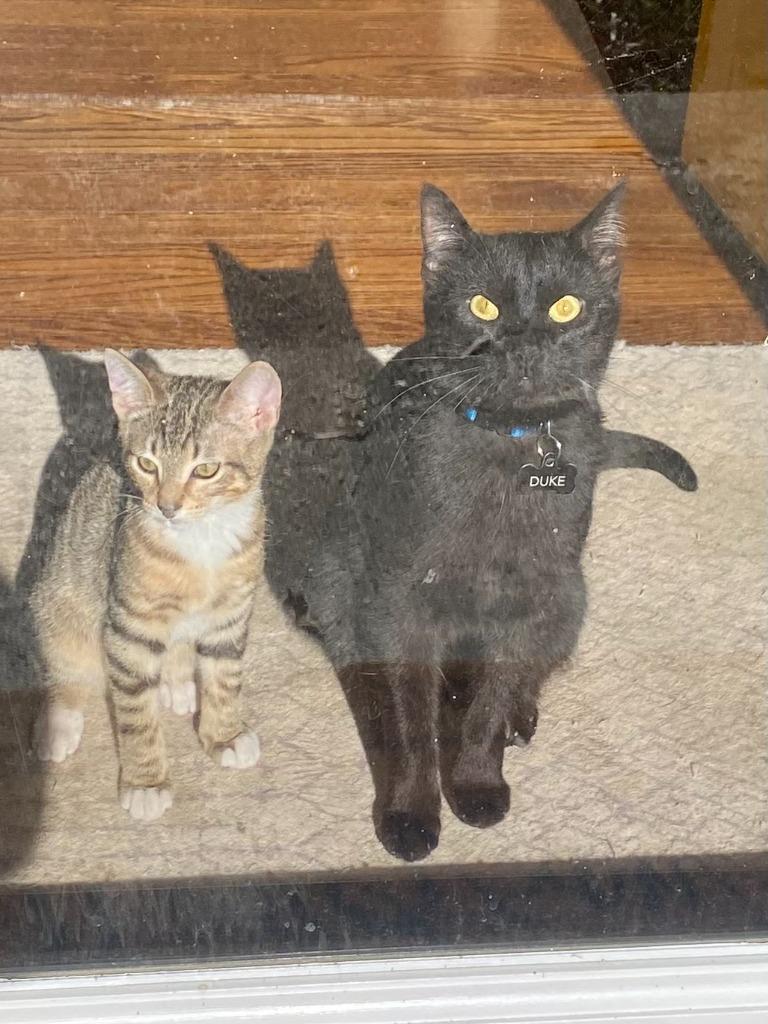 Duke (Courtesy Post), a Adoptable Domestic Short Hair in Rutherfordton, NC image 1/4