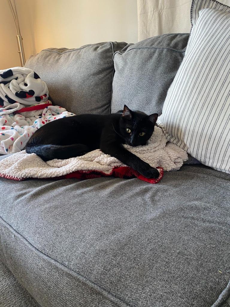 Duke (Courtesy Post), a Adoptable Domestic Short Hair in Rutherfordton, NC image 2/4