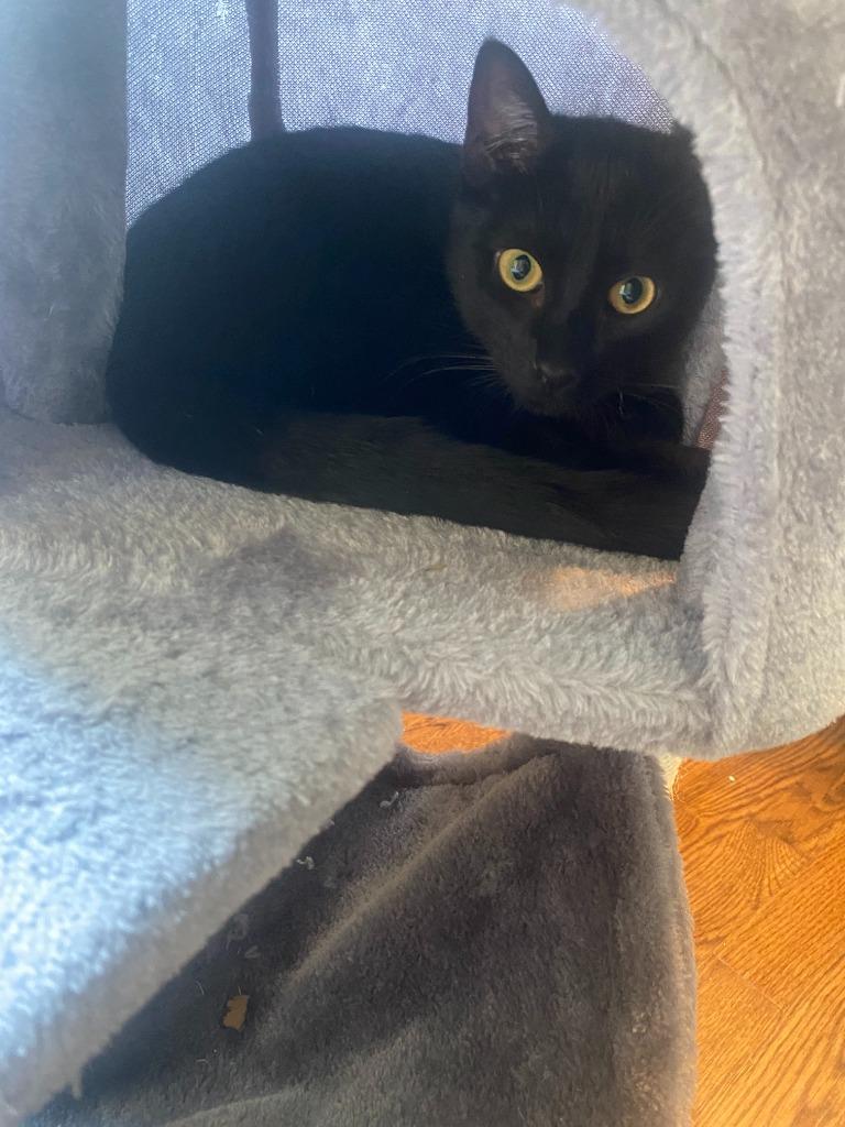 Duke (Courtesy Post), a Adoptable Domestic Short Hair in Rutherfordton, NC image 3/4