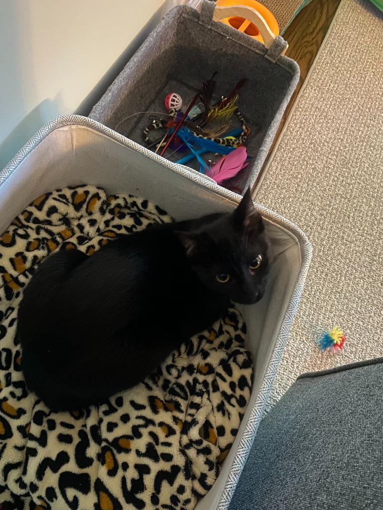 Duke (Courtesy Post), a Adoptable Domestic Short Hair in Rutherfordton, NC image 4/4