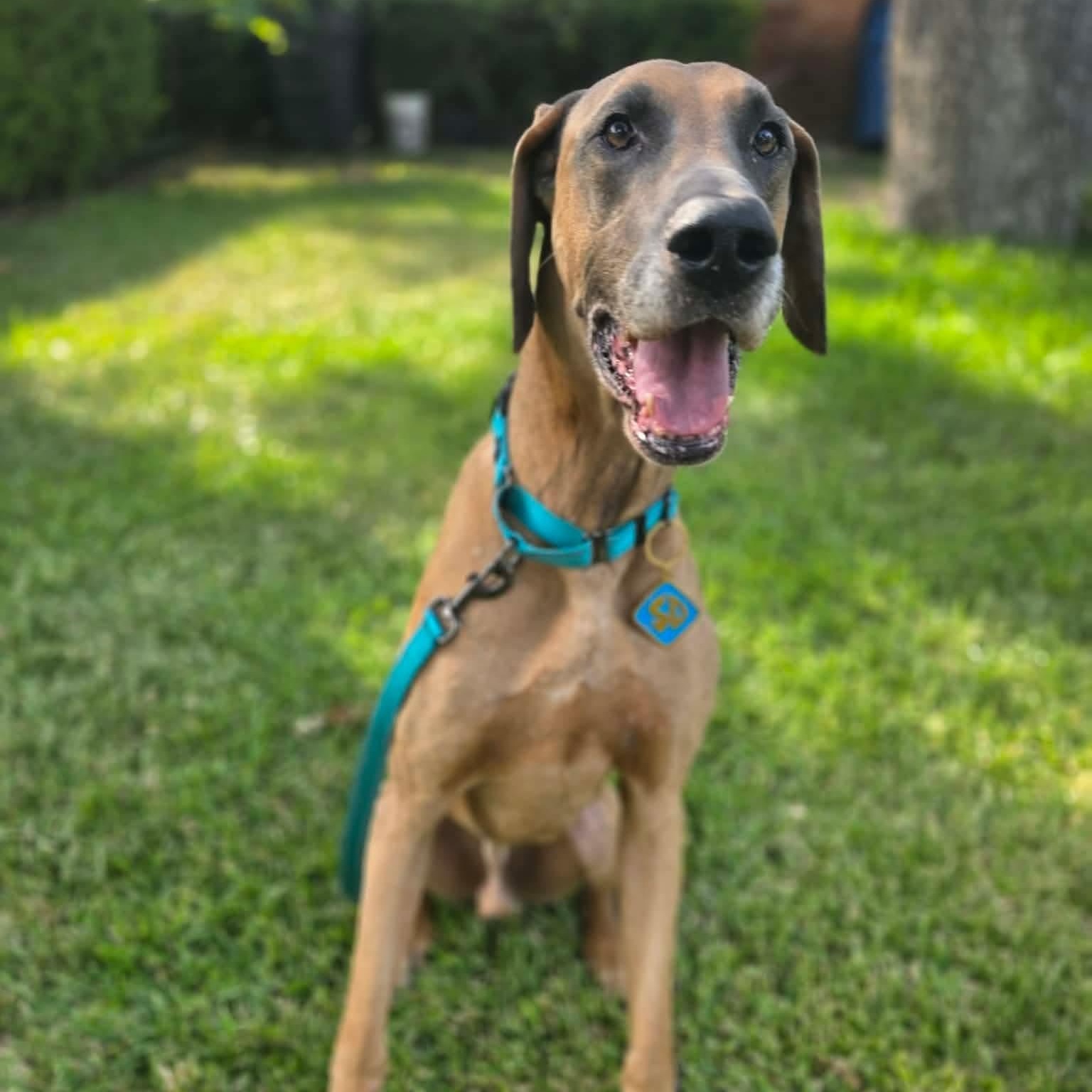 Scooby photo
