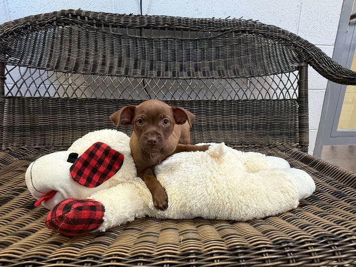 Enlarge Matey, a ADOPTABLE mixed breed in Jackson, MI image 1/1