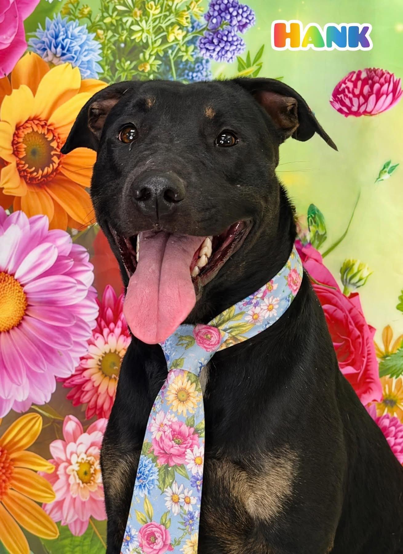 Hank, ADOPTABLE, Adult Male Mixed Breed.