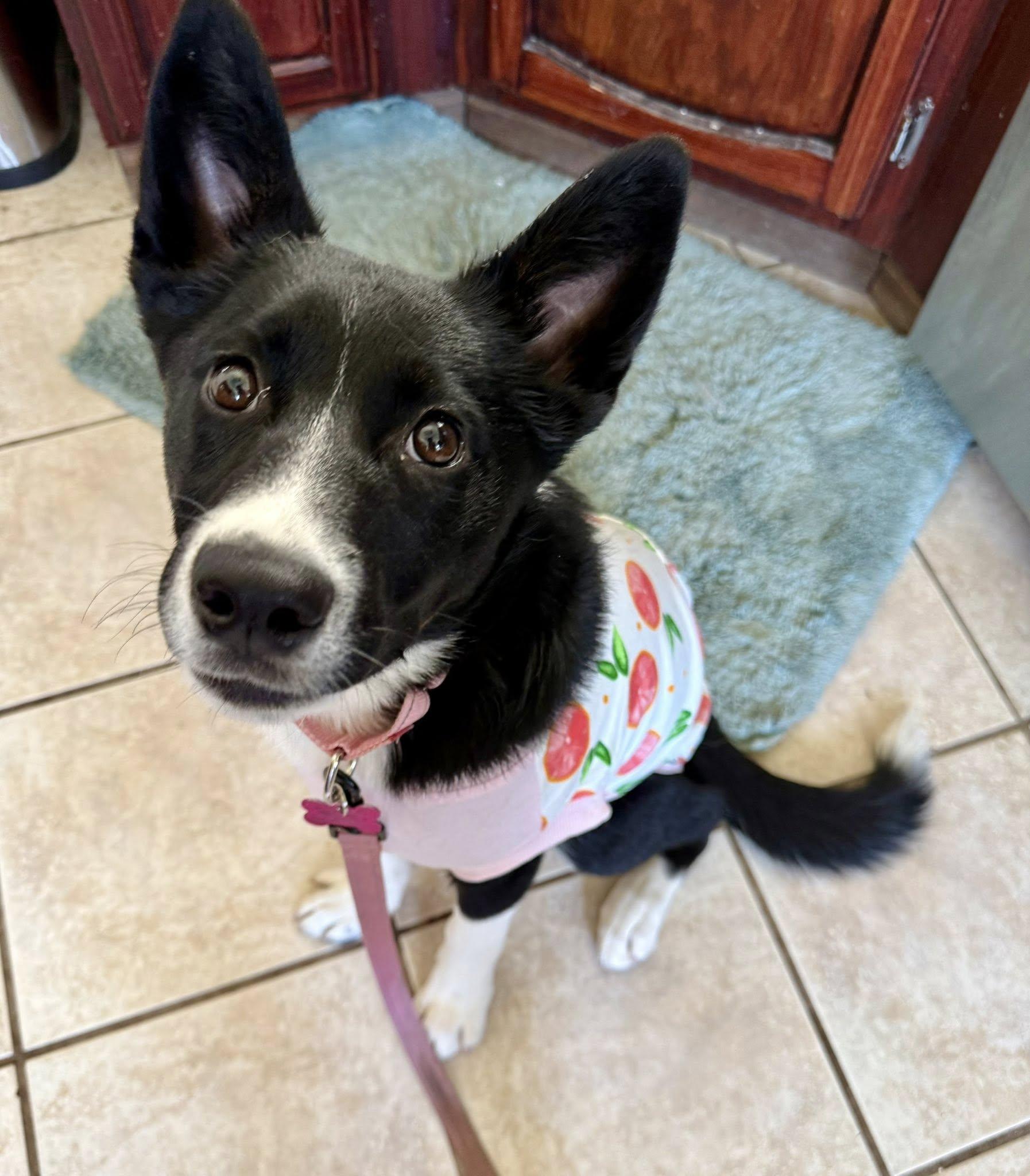 Lyric, a Adoptable mixed breed in Fort Worth, TX image 4/6