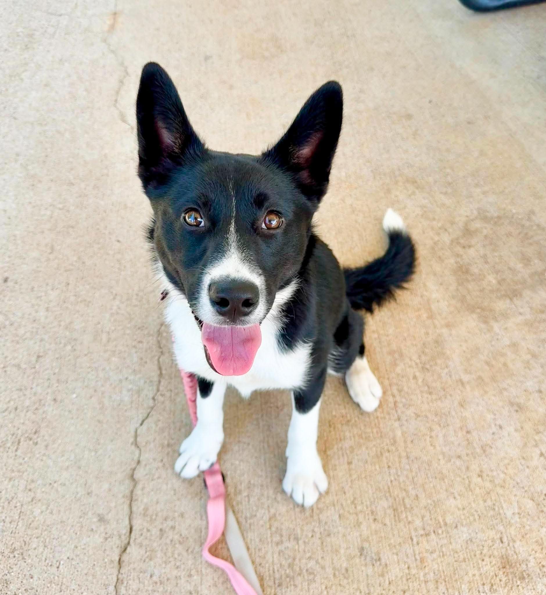 Lyric, a Adoptable mixed breed in Fort Worth, TX image 2/6