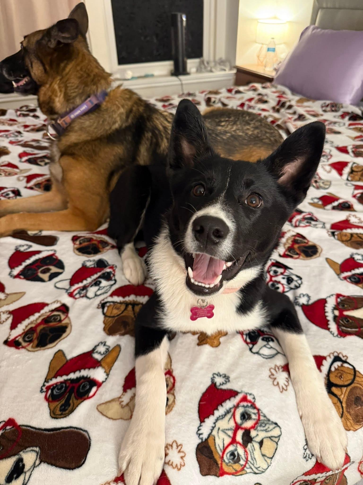 Lyric, an adopted mixed breed in Fort Worth, TX image 2/6