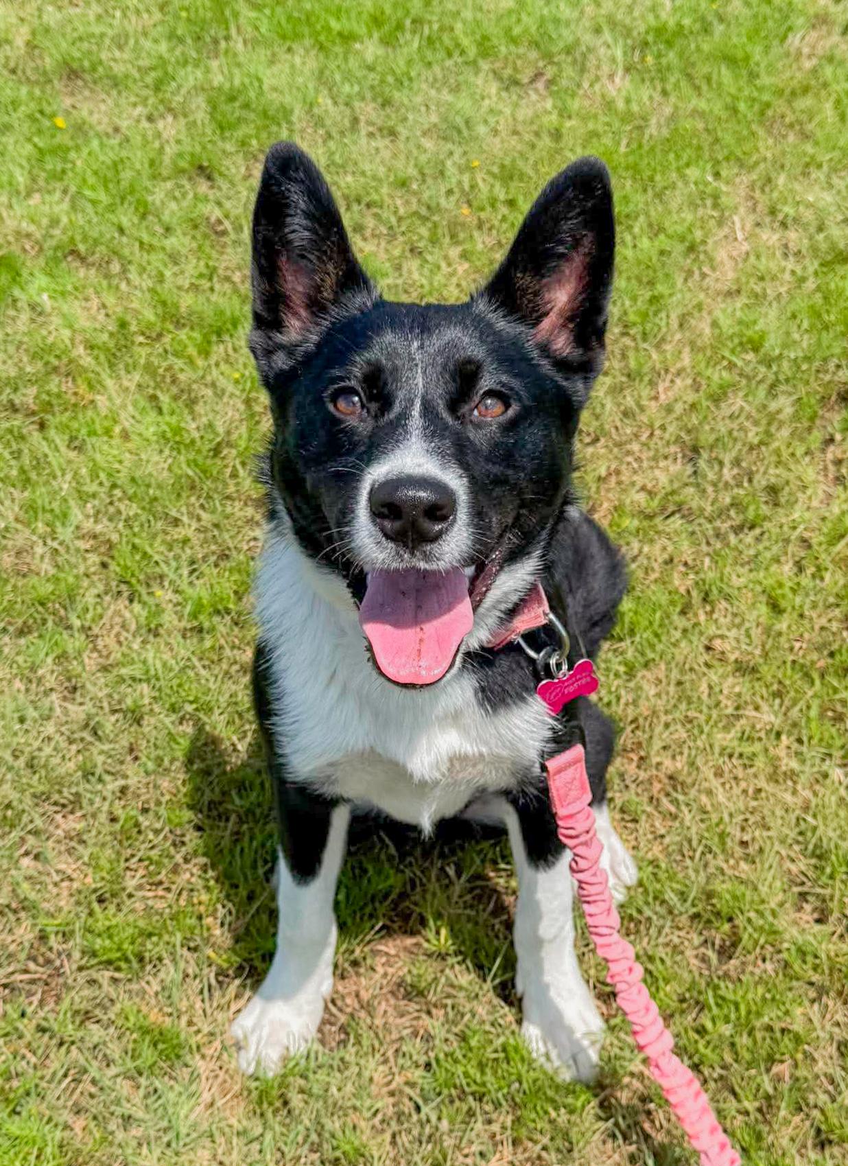 Lyric, Adoptable, Young Female Border Collie.