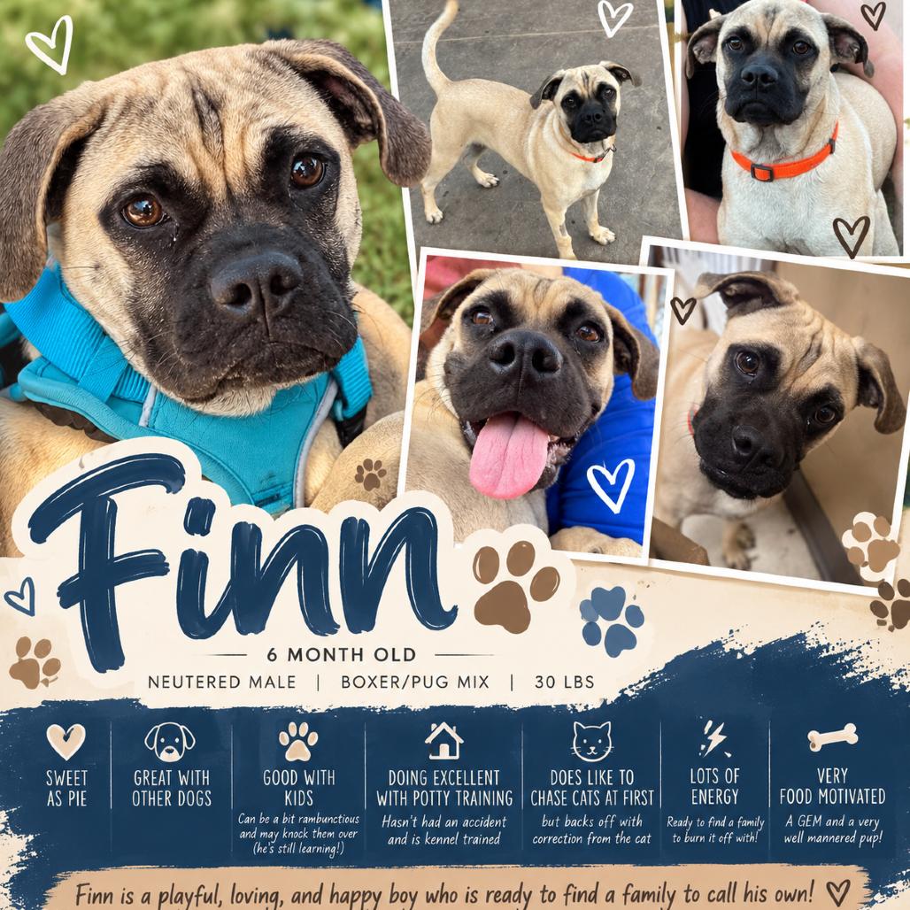 Finn, Adoptable, Young Male Boxer & Pug.