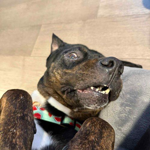 Grandmama, Adoptable, Senior Female Rottweiler & Mixed Breed.