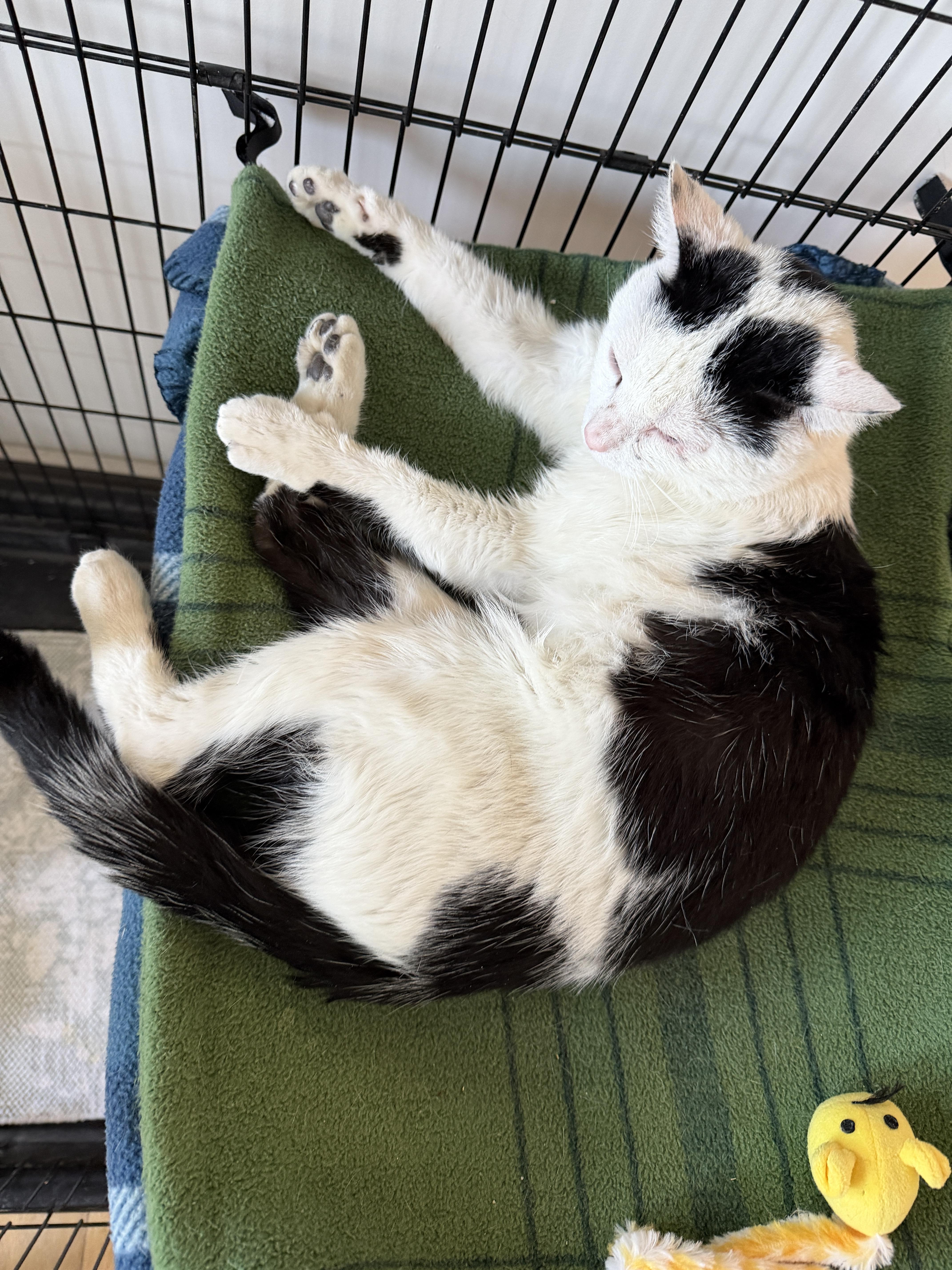 Enlarge Oscar, a ADOPTABLE American Shorthair in Hull, MA image 4/5