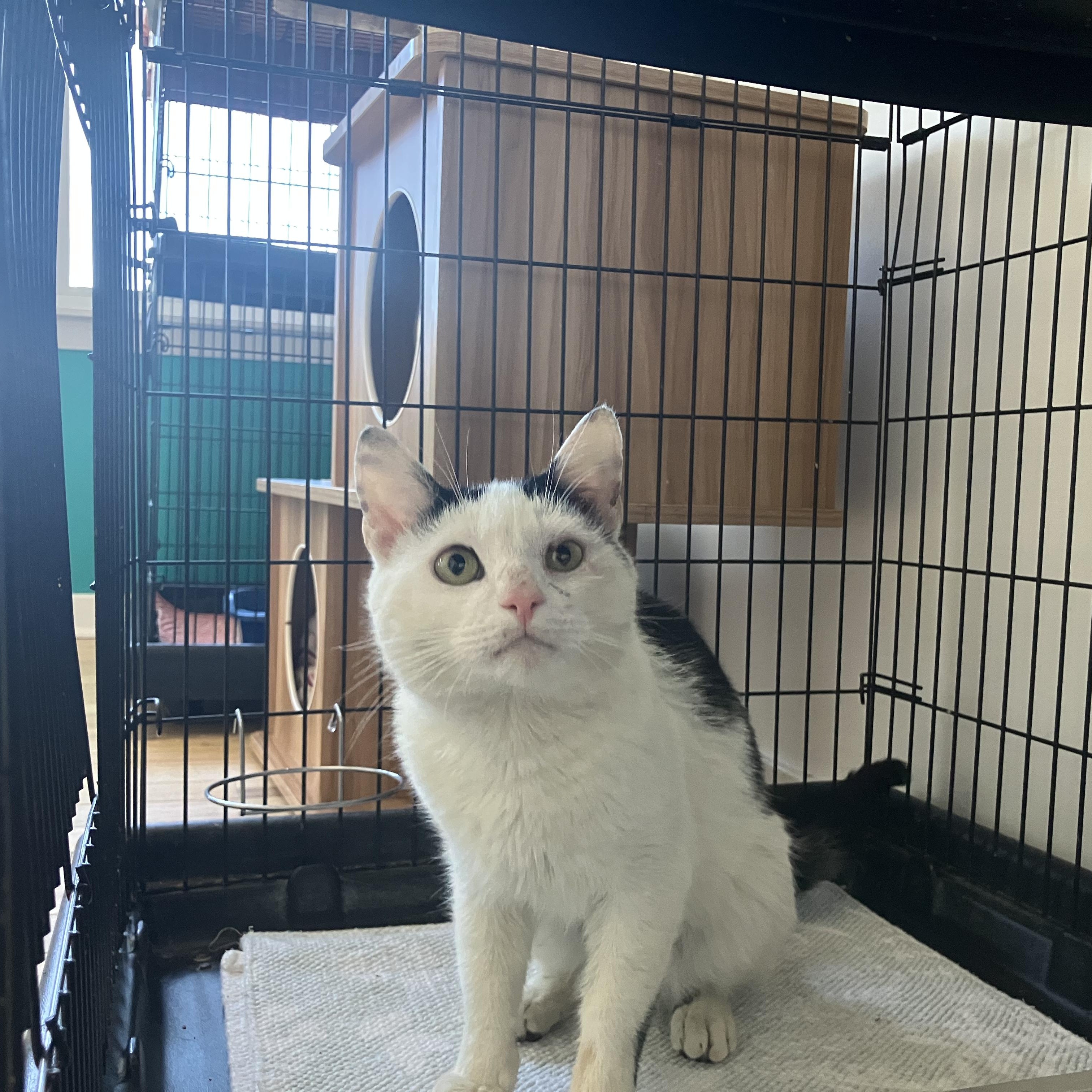 Enlarge Oscar, a ADOPTABLE American Shorthair in Hull, MA image 2/5