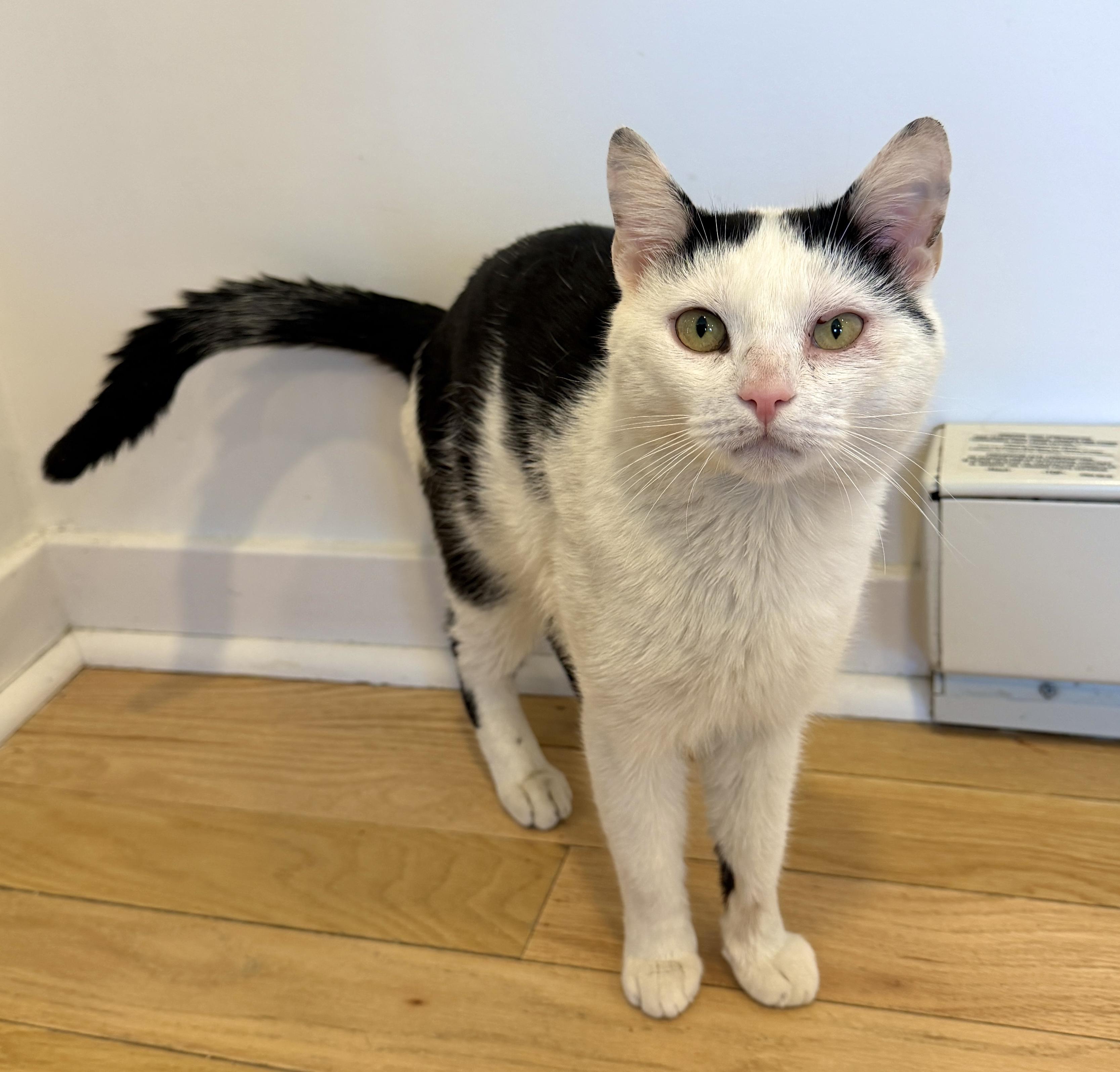 Oscar, ADOPTABLE, Adult Male American Shorthair.