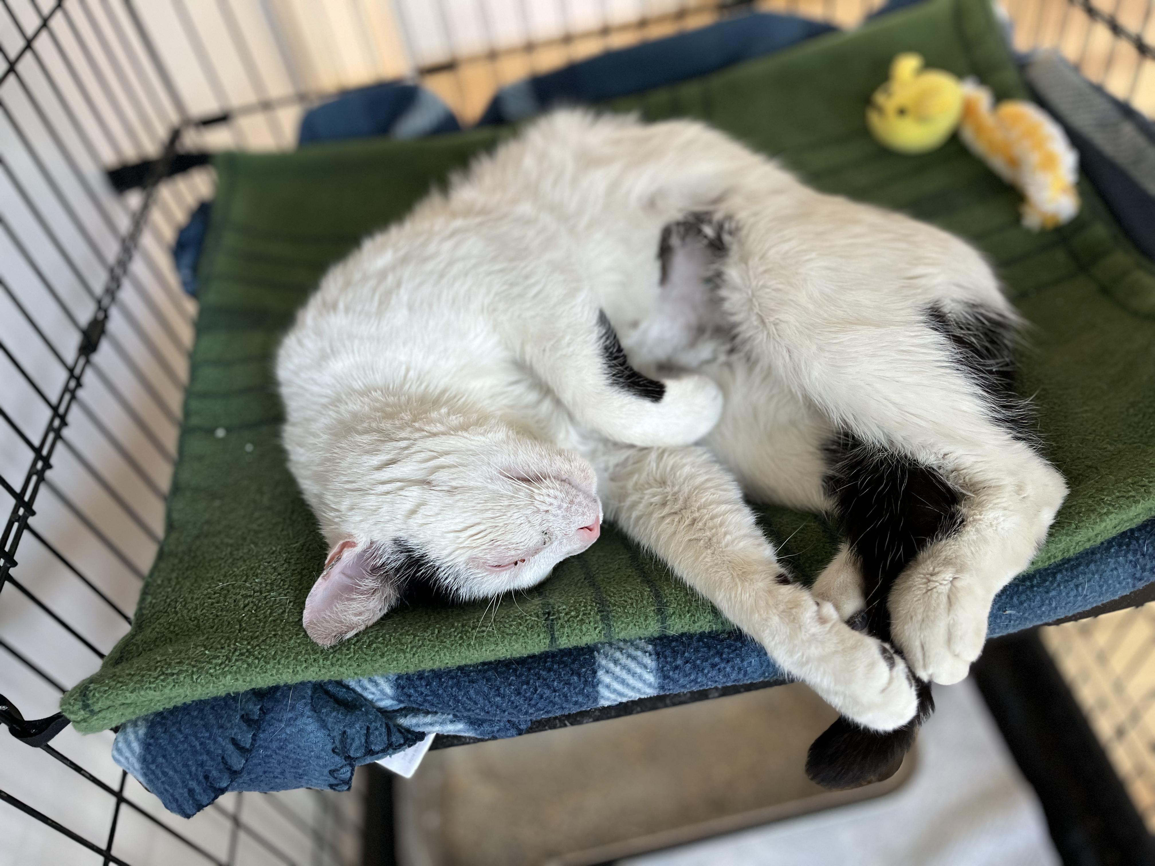 Enlarge Oscar, a ADOPTABLE American Shorthair in Hull, MA image 3/5