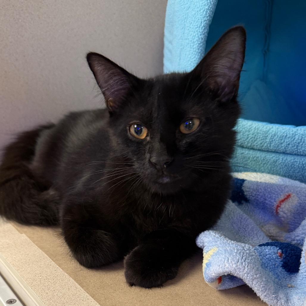Prince, Adoptable, Kitten Male Domestic Medium Hair.