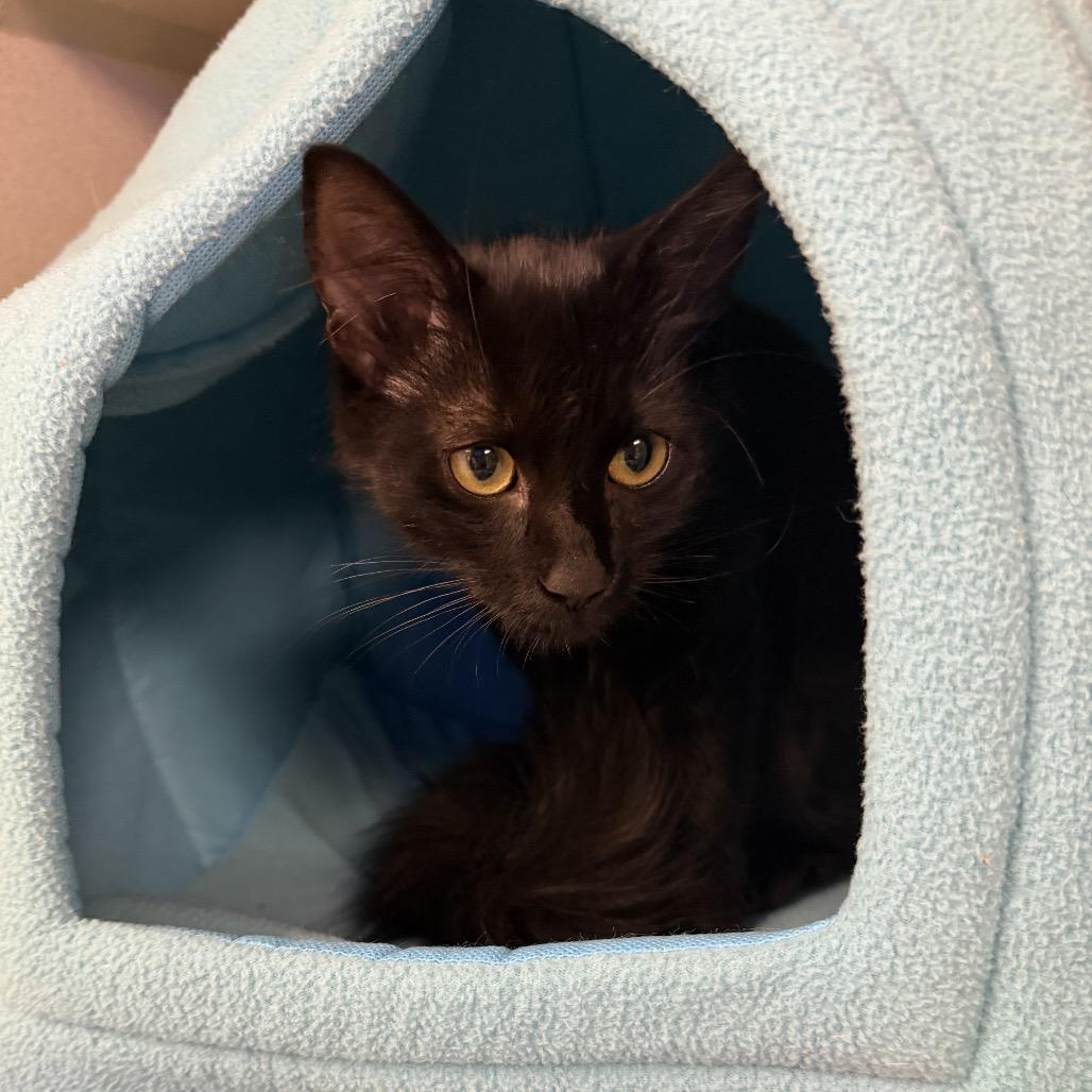 Enlarge Prince, a Adoptable Domestic Medium Hair in Westhampton, NY image 2/2