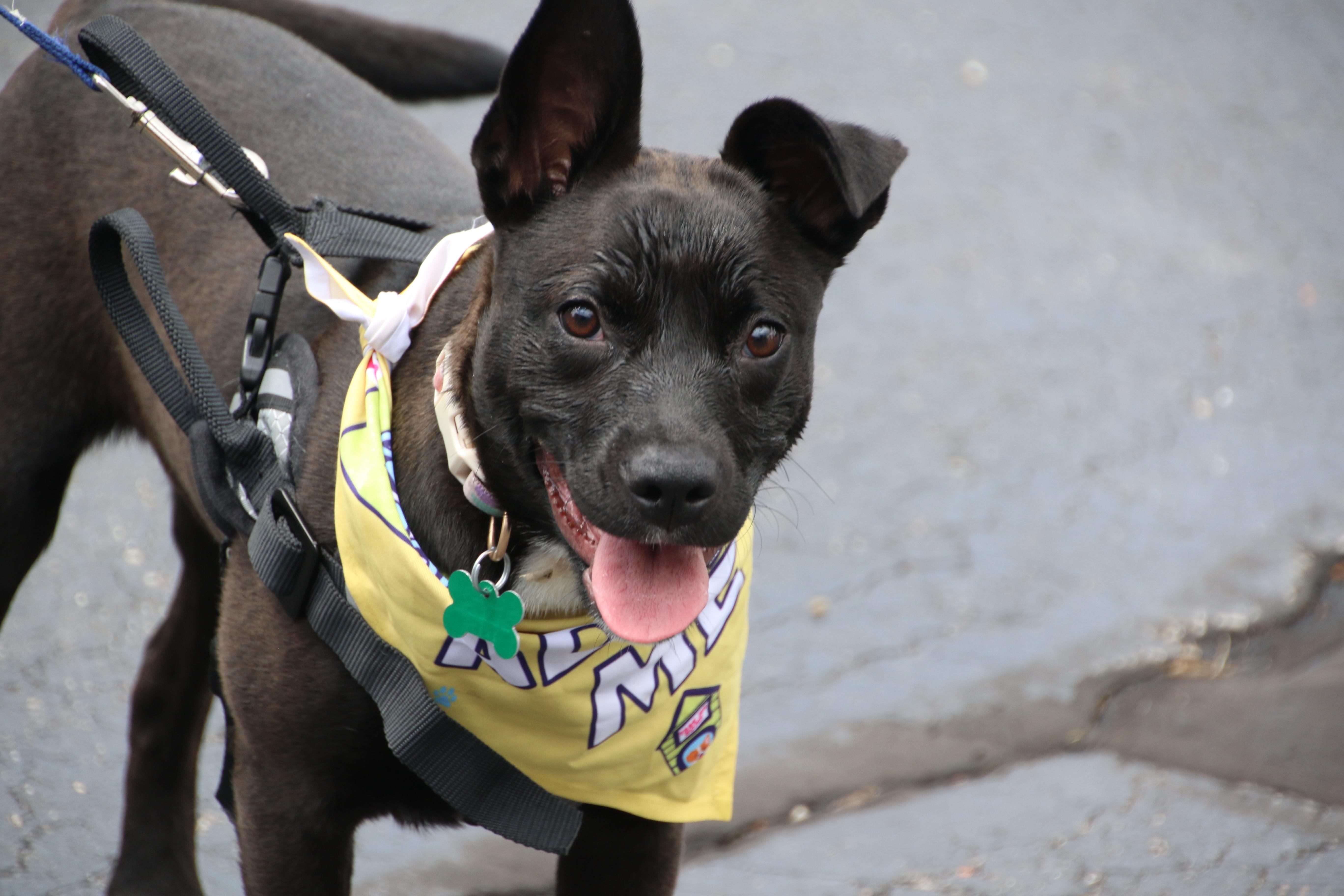 Enlarge Mae, a ADOPTABLE mixed breed in Aurora, IL image 5/6