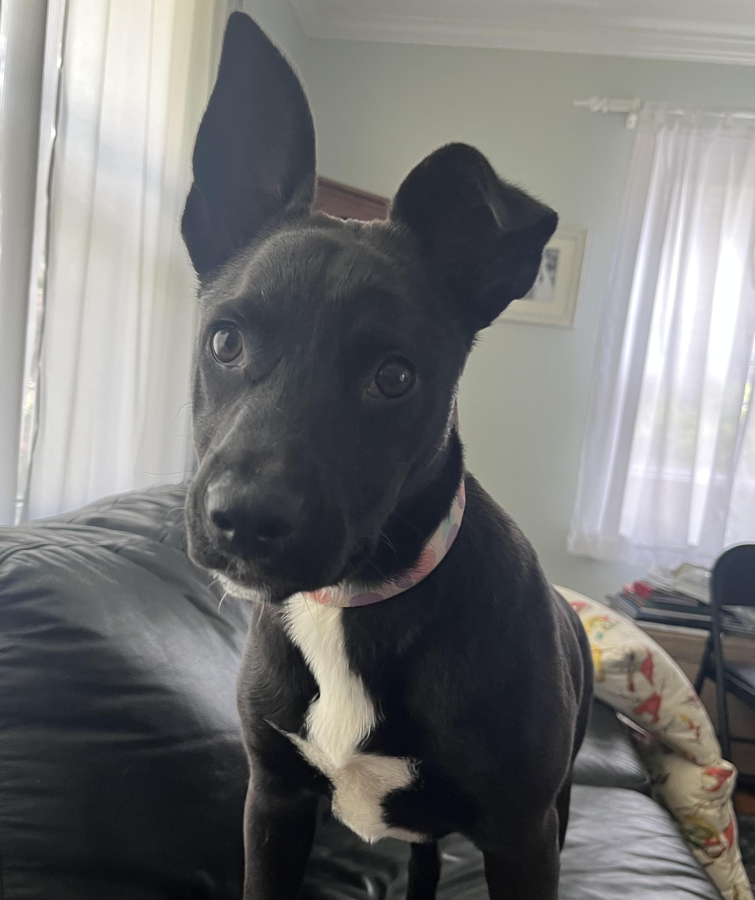 Mae, a ADOPTABLE mixed breed in Aurora, IL image 1/2