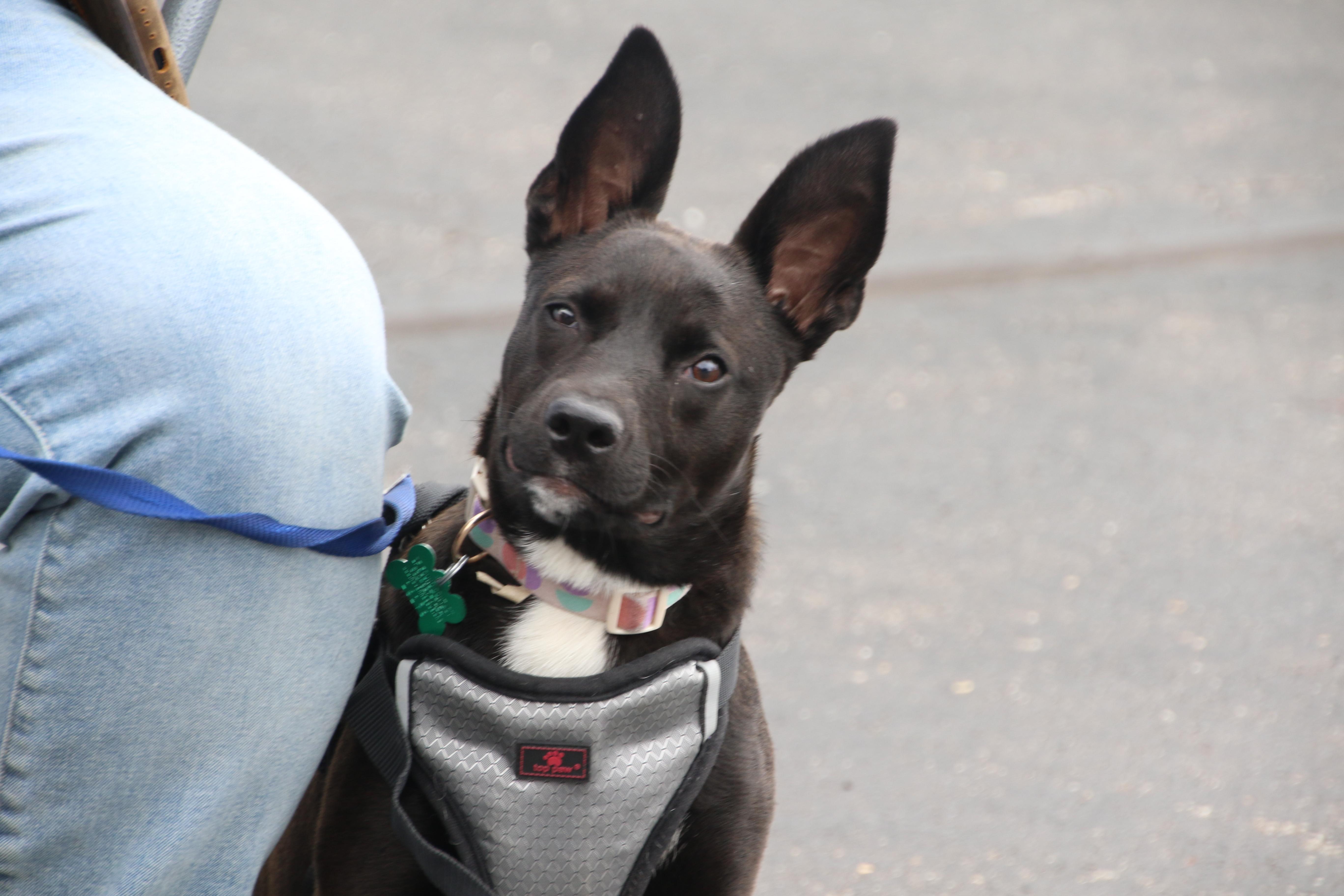 Enlarge Mae, a ADOPTABLE mixed breed in Aurora, IL image 6/6
