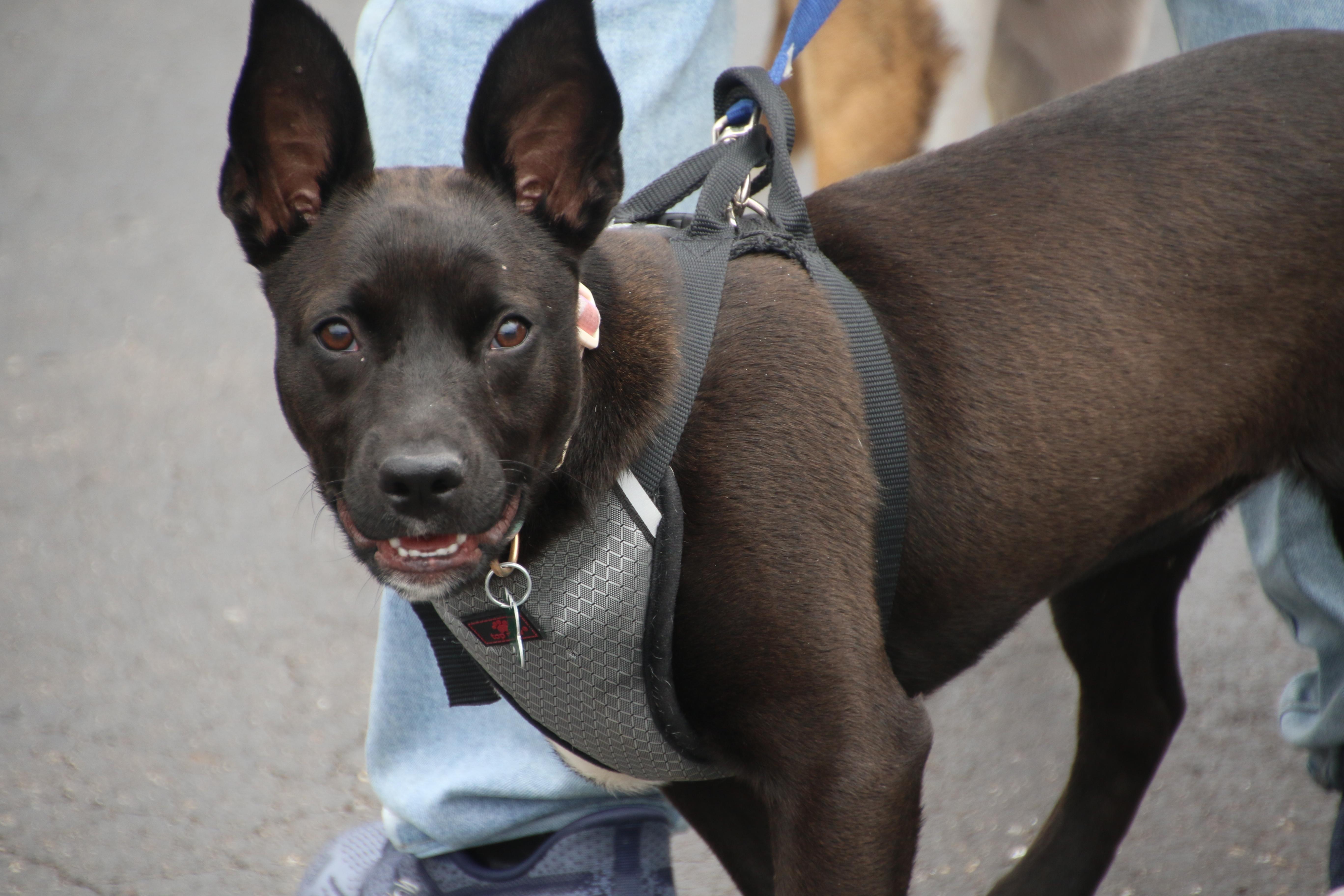 Mae, ADOPTABLE, Puppy Female Terrier.