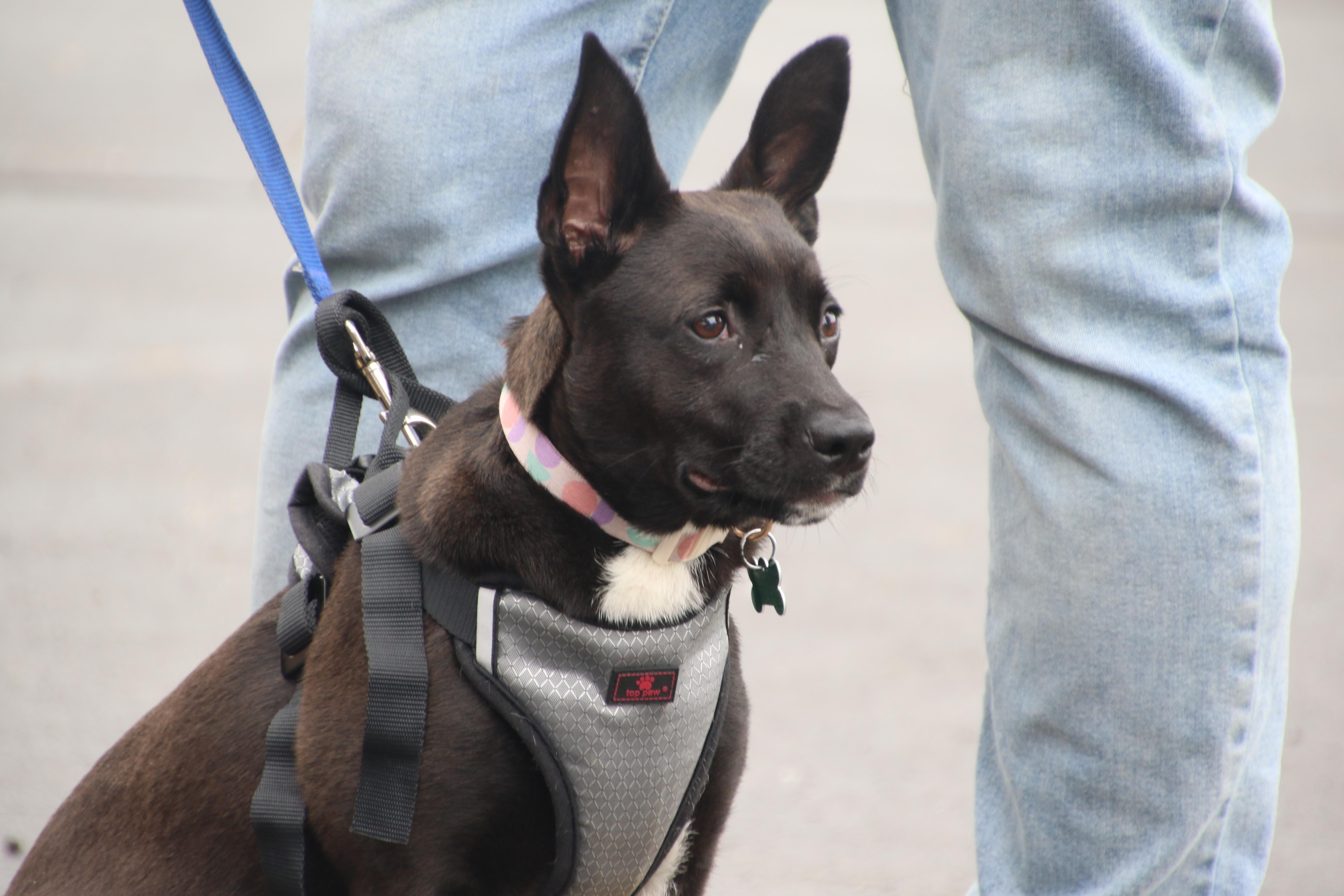 Enlarge Mae, a ADOPTABLE mixed breed in Aurora, IL image 4/6