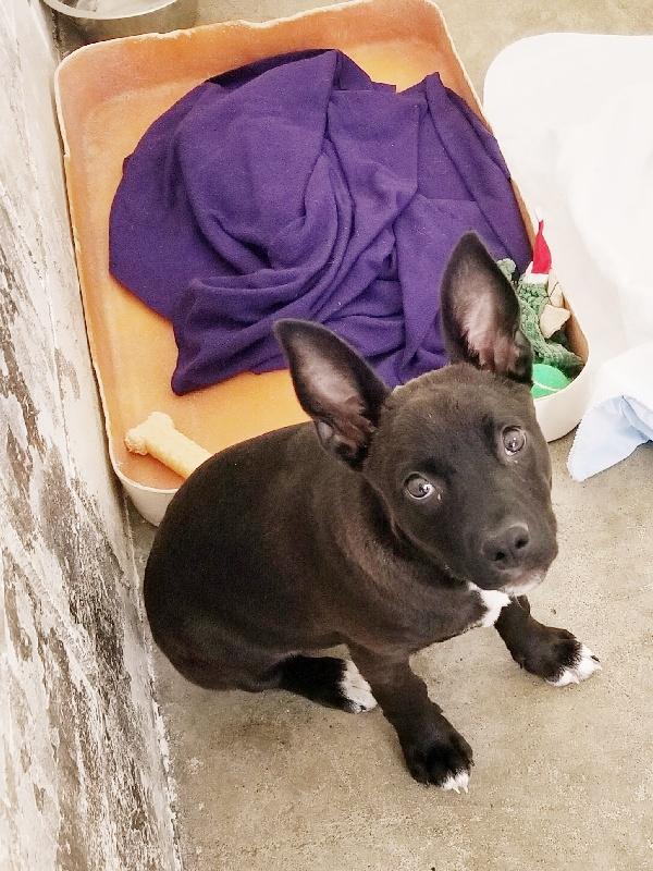 Mae, a ADOPTABLE mixed breed in Aurora, IL image 2/2