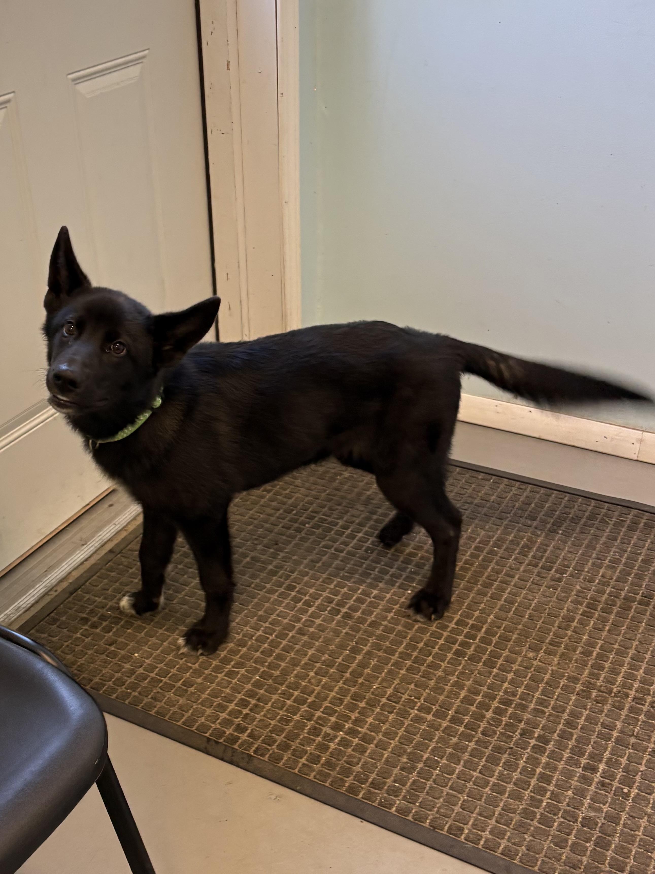 Enlarge Athena, a ADOPTABLE Mixed Breed in Big Rapids, MI image 2/3