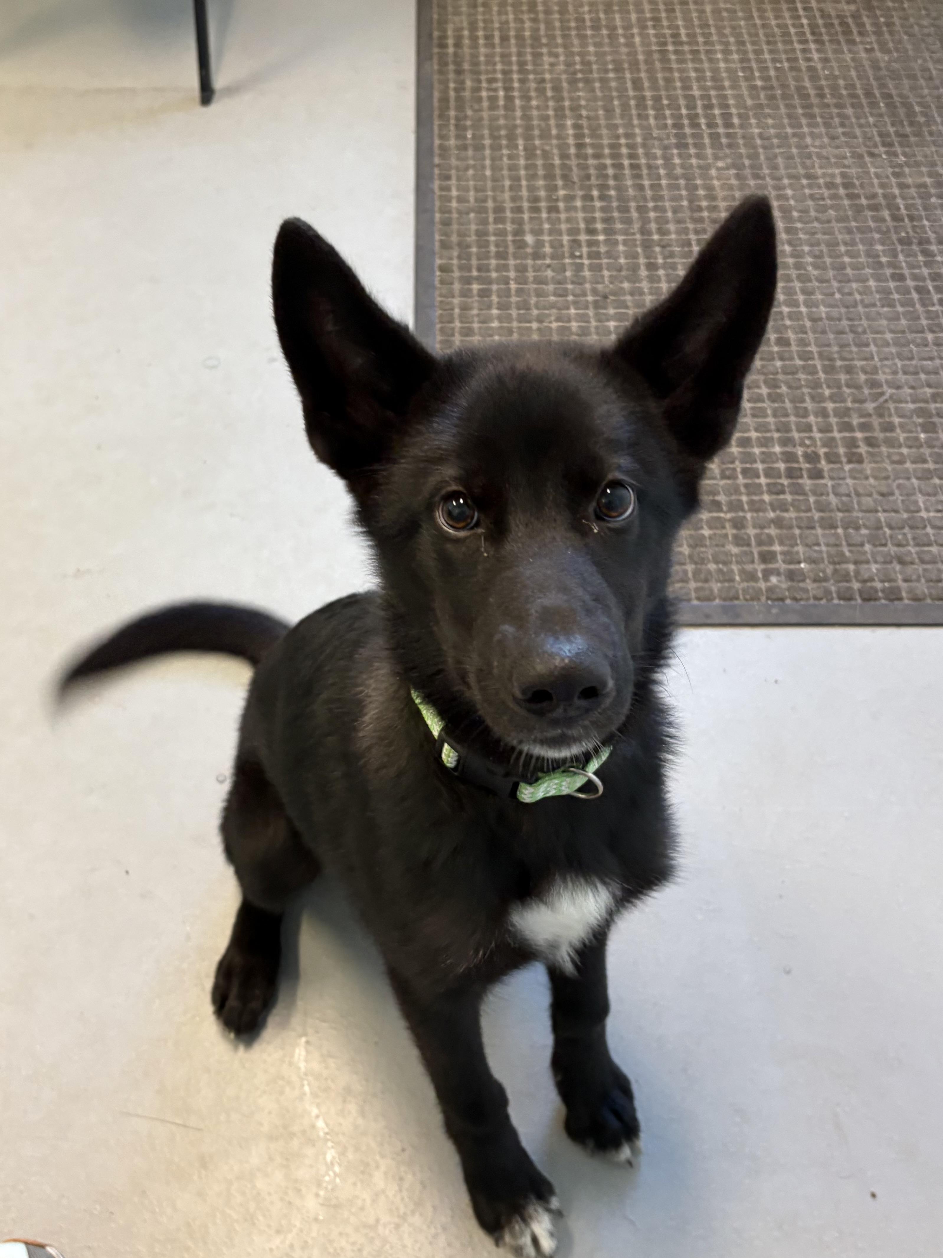 Enlarge Athena, a ADOPTABLE Mixed Breed in Big Rapids, MI image 3/3