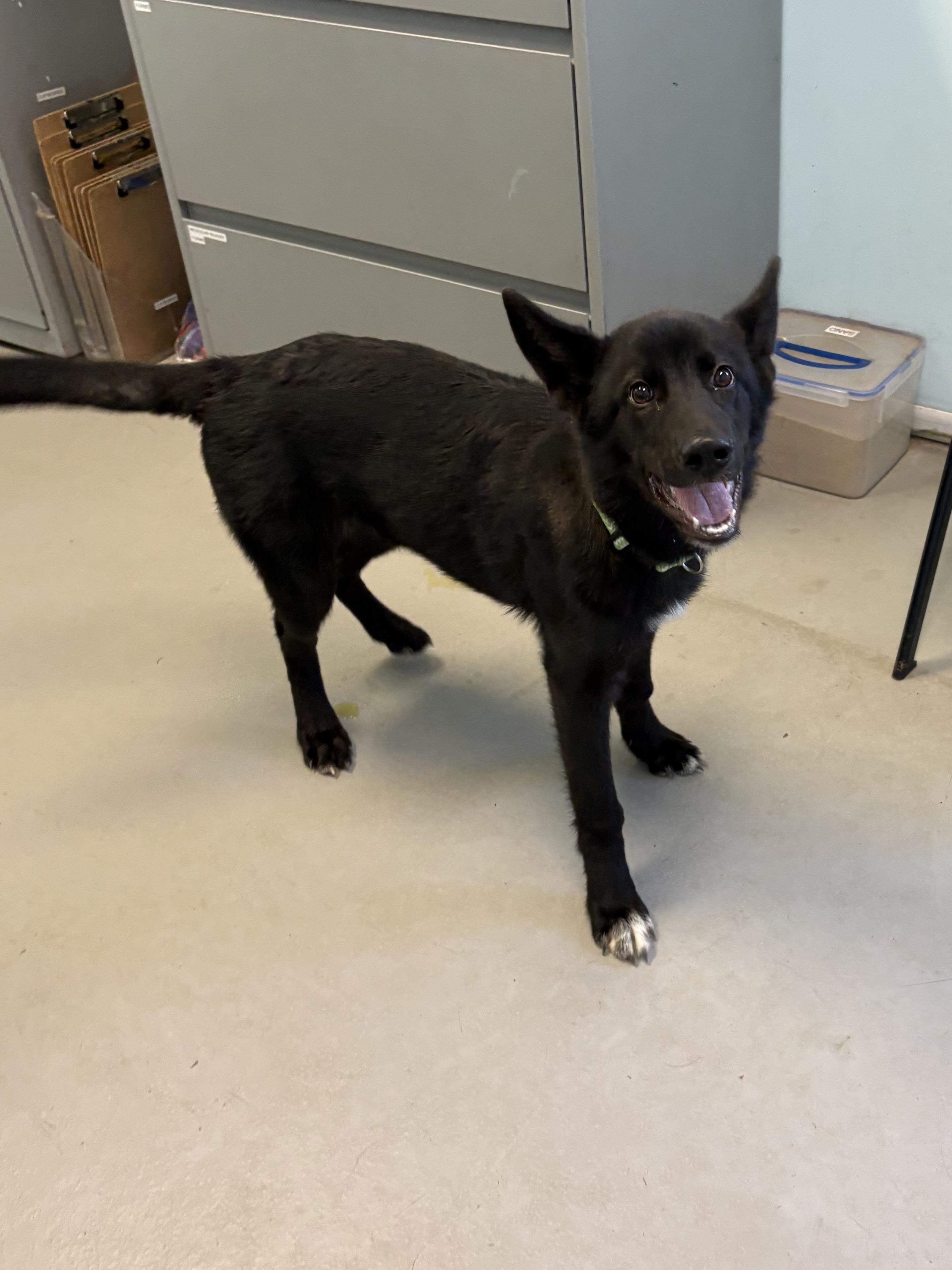 Enlarge Athena, a ADOPTABLE Mixed Breed in Big Rapids, MI image 1/3