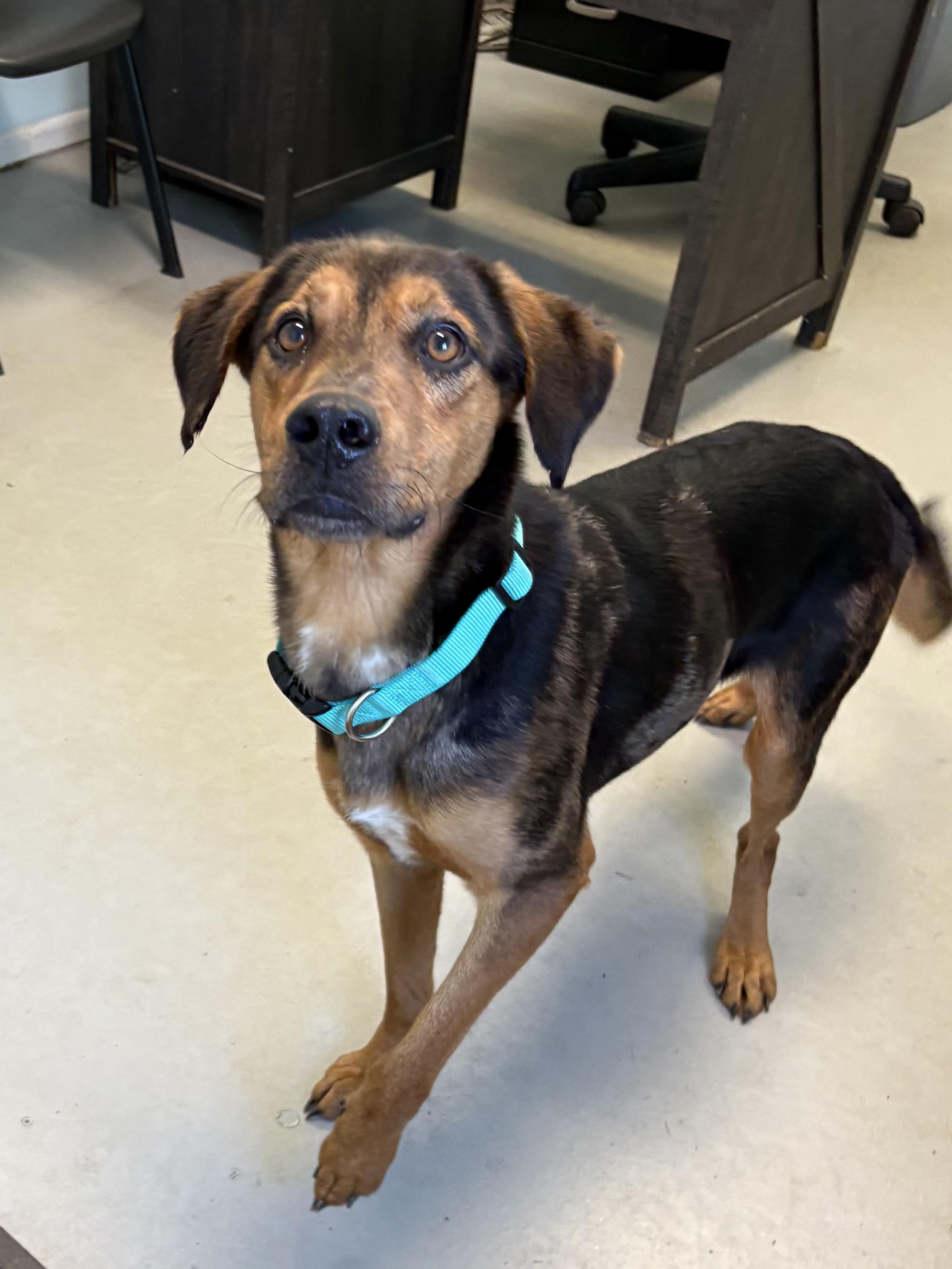 Enlarge Hunter, a ADOPTABLE Mixed Breed in Big Rapids, MI image 2/3