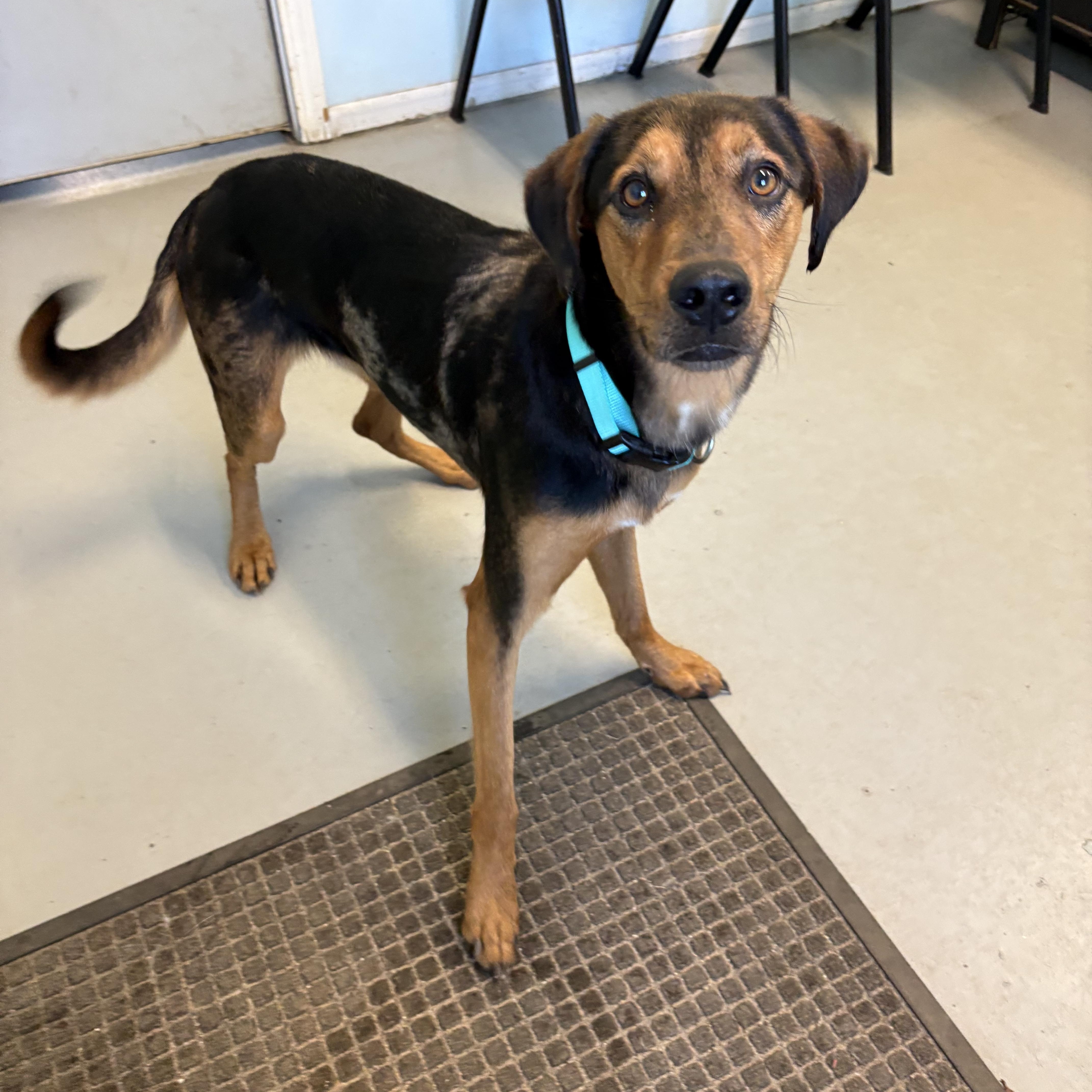 Enlarge Hunter, a ADOPTABLE Mixed Breed in Big Rapids, MI image 1/3
