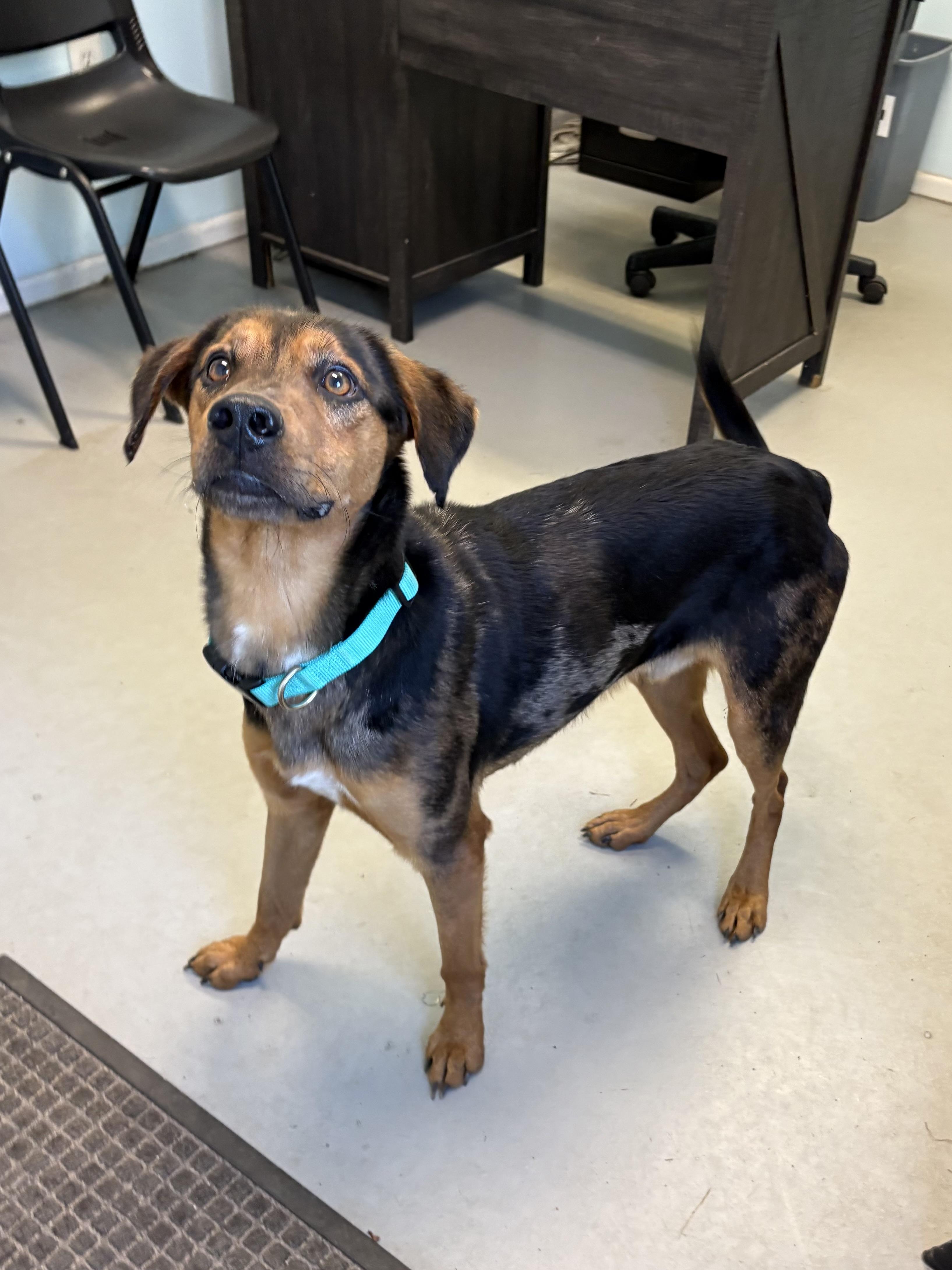 Enlarge Hunter, a ADOPTABLE Mixed Breed in Big Rapids, MI image 3/3