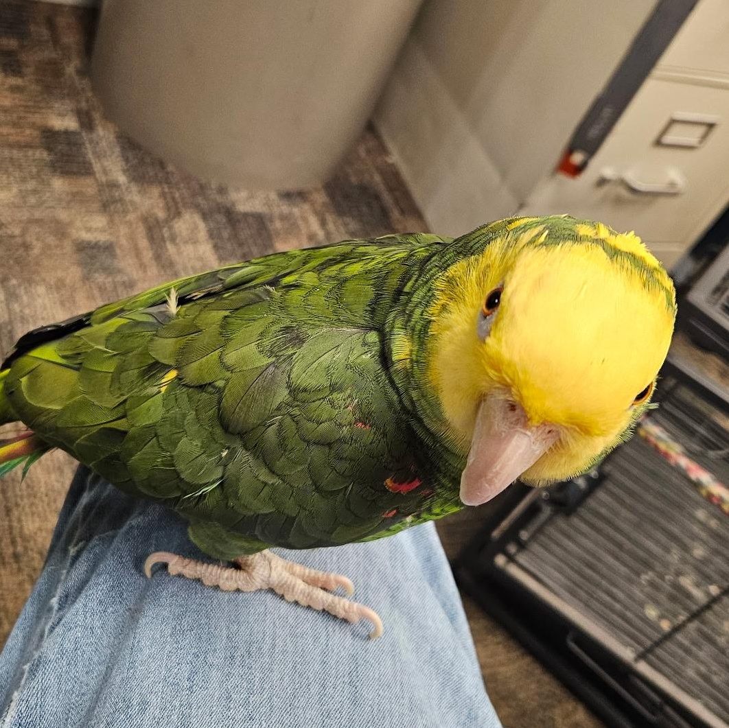 Pepe, a Adoptable Amazon in Lenexa, KS image 1/2