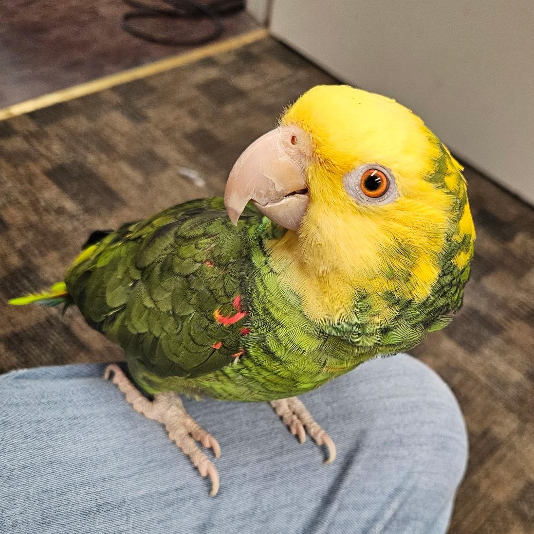 Pepe, a Adoptable Amazon in Lenexa, KS image 2/2