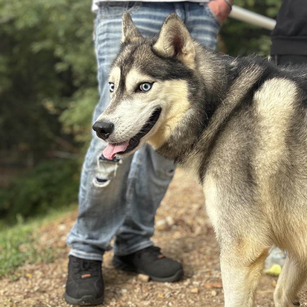 Enlarge Kulow, a Adoptable Siberian Husky in Branson, MO image 1/5
