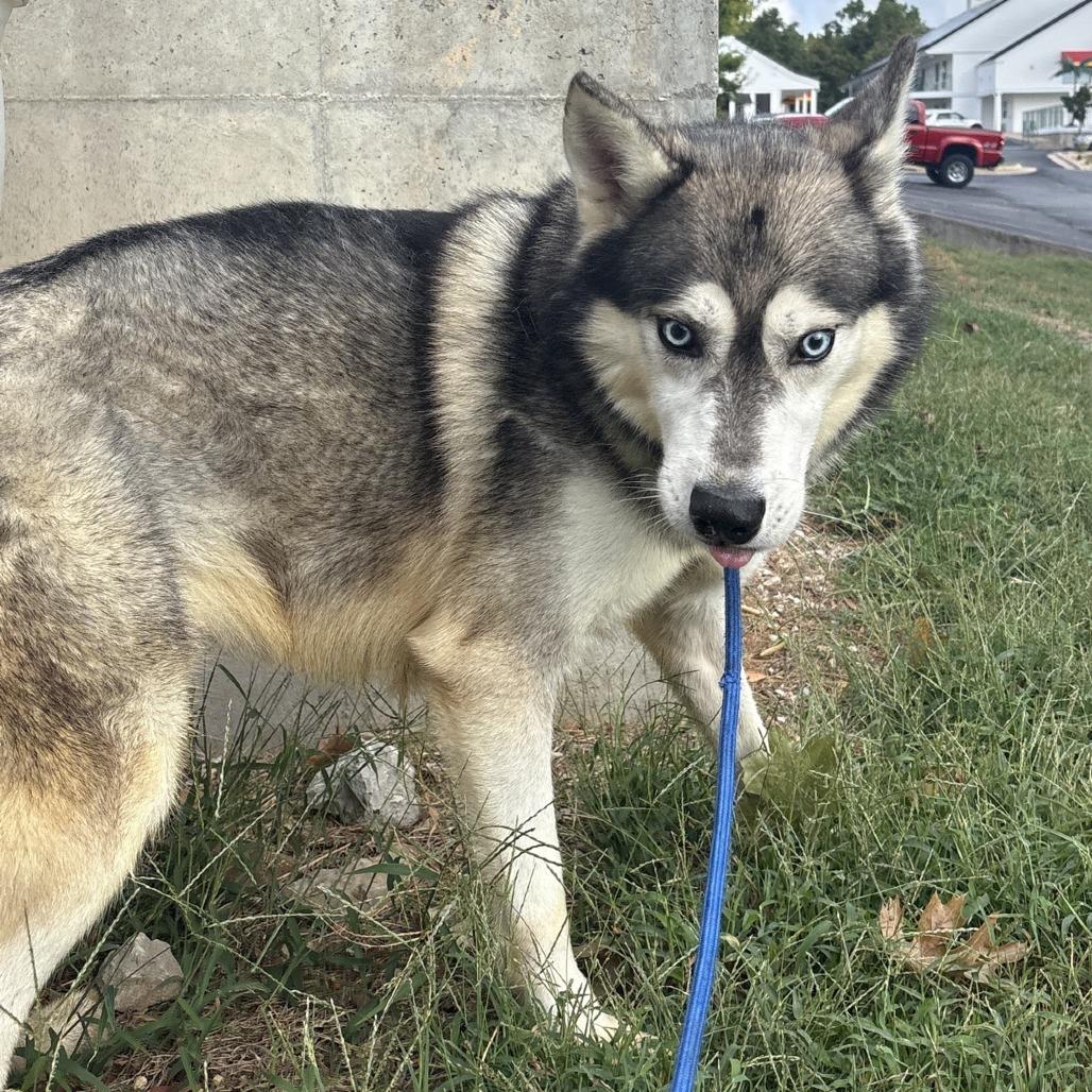 Enlarge Kulow, a Adoptable Siberian Husky in Branson, MO image 2/5