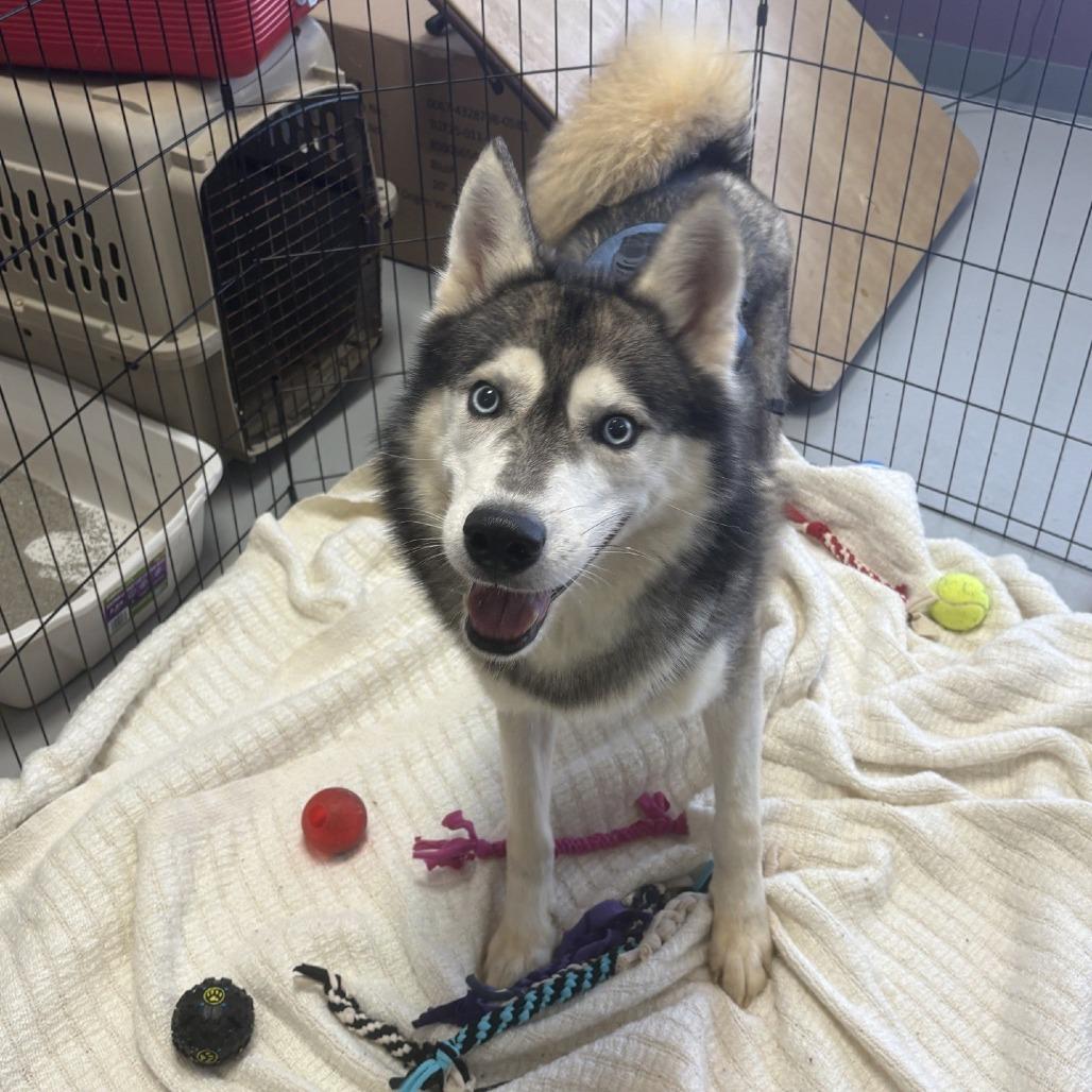 Kulow, Adoptable, Adult Male Siberian Husky.