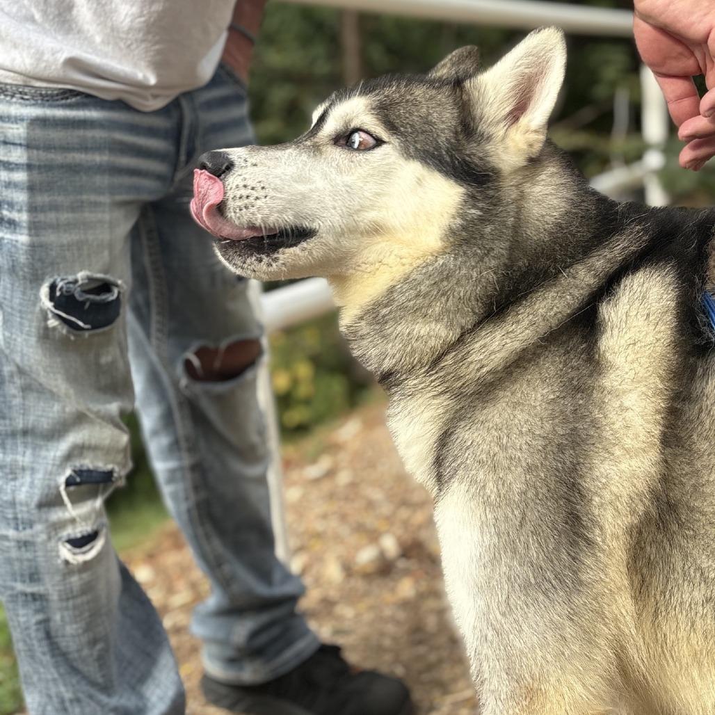 Enlarge Kulow, a Adoptable Siberian Husky in Branson, MO image 4/5