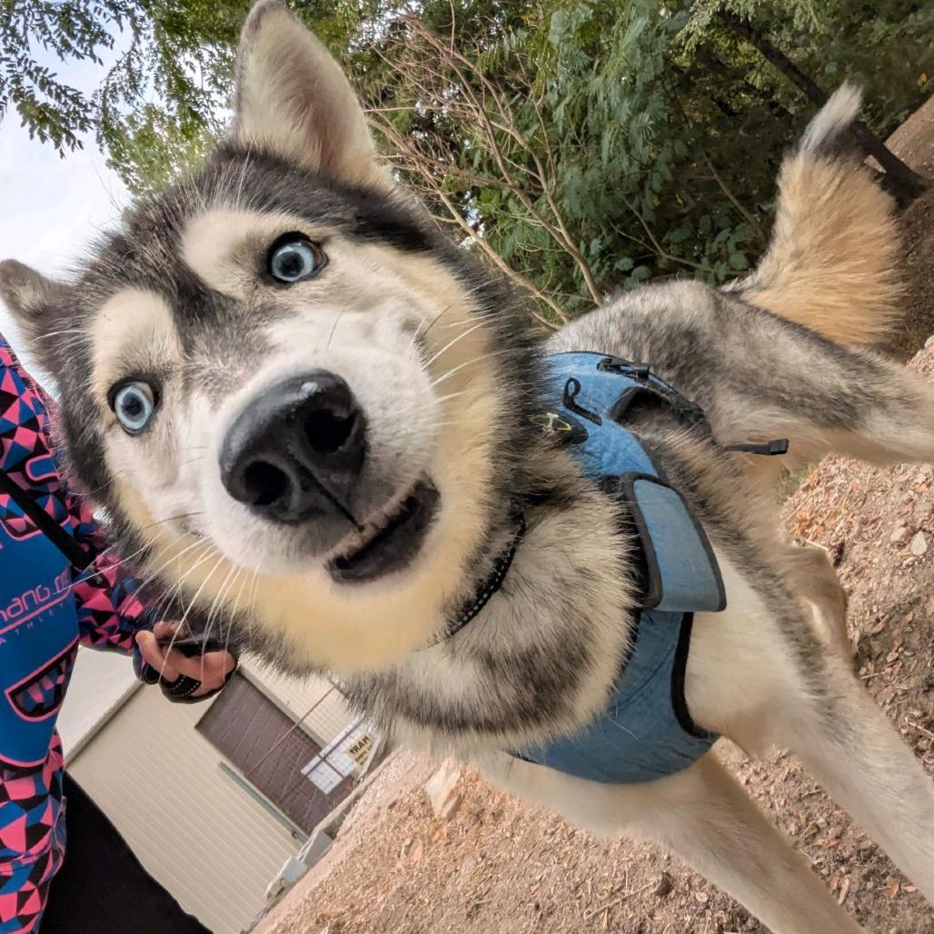 Enlarge Kulow, a Adoptable Siberian Husky in Branson, MO image 2/2
