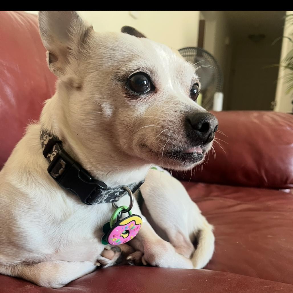 Bandit, Adoptable, Senior Male Chihuahua & Jack Russell Terrier.