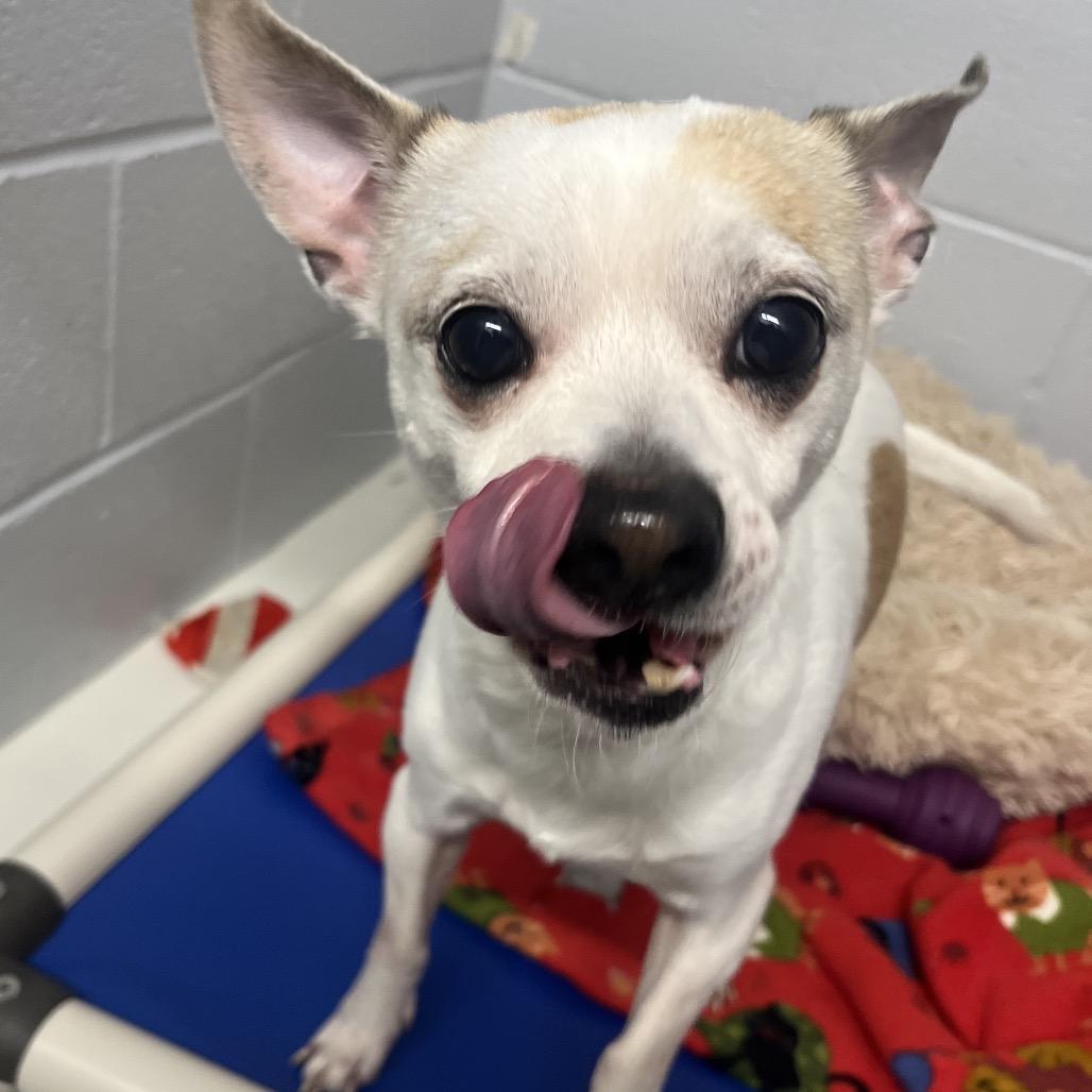 Enlarge Bandit, a Adoptable mixed breed in Delaware, OH image 2/6